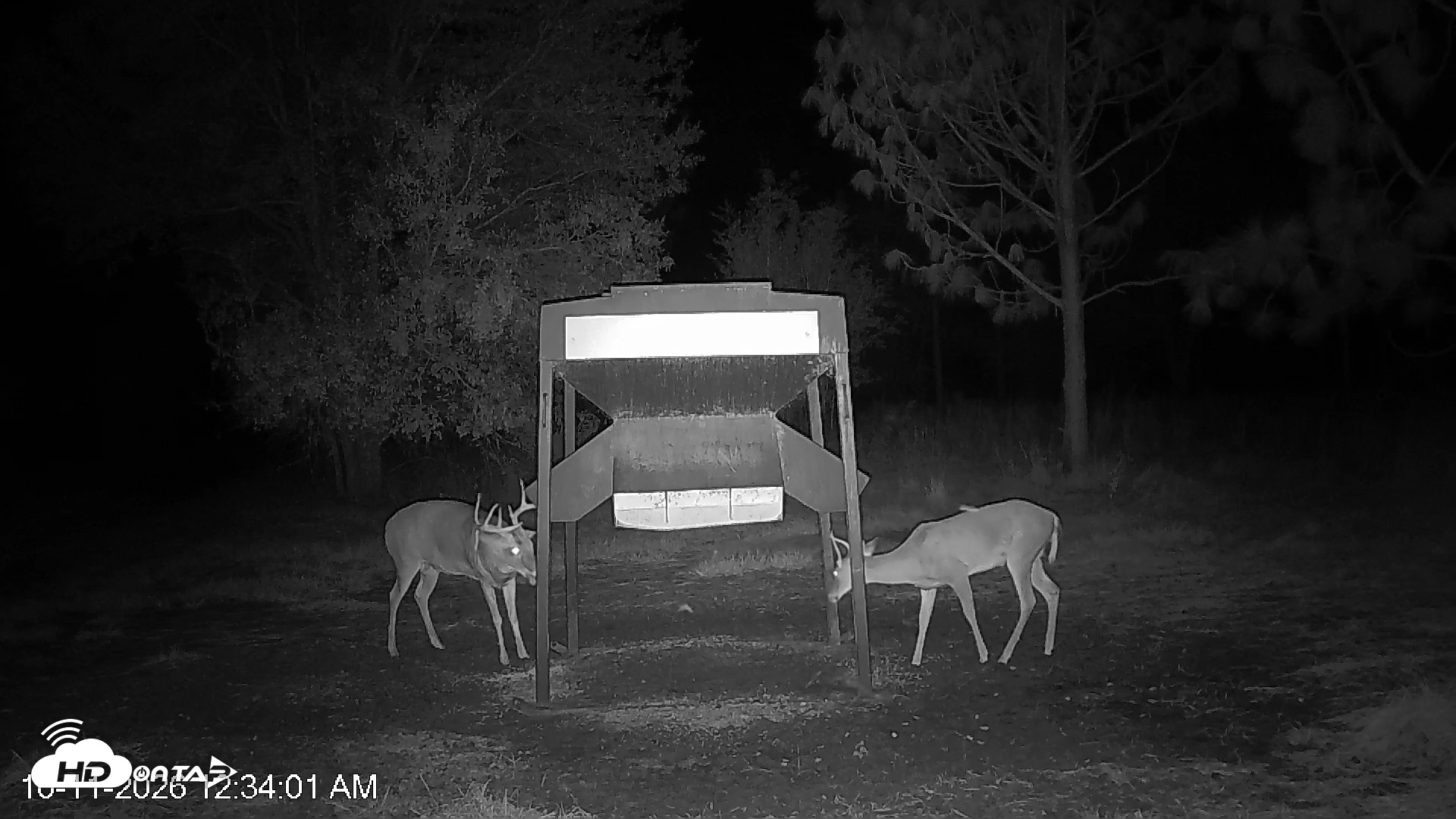 Snapshot of Leesburg Georgia Live Deer Feeder Webcam taken Oct 11, 2026, 12:33am EDT