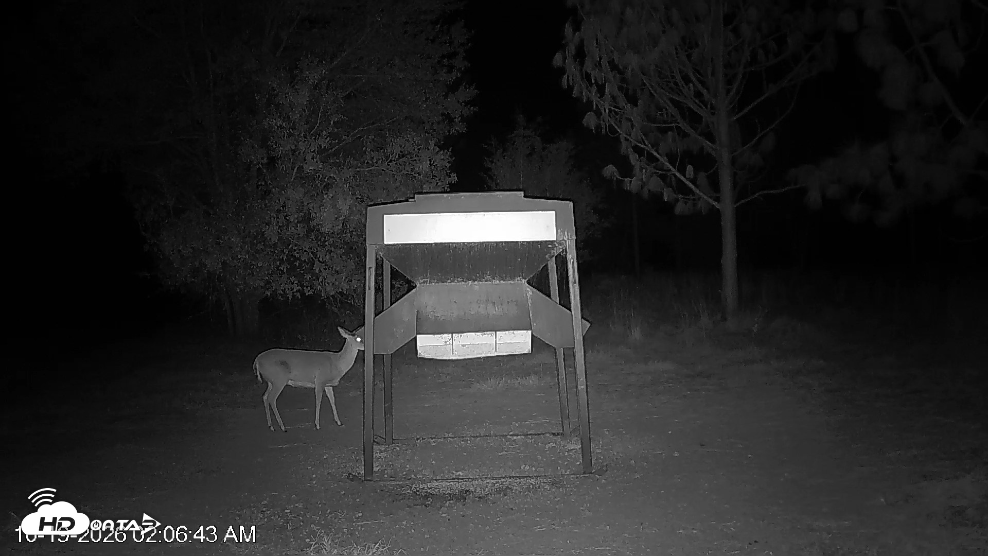 Snapshot of Leesburg Georgia Live Deer Feeder Webcam taken Oct 19, 2026, 2:07am EDT