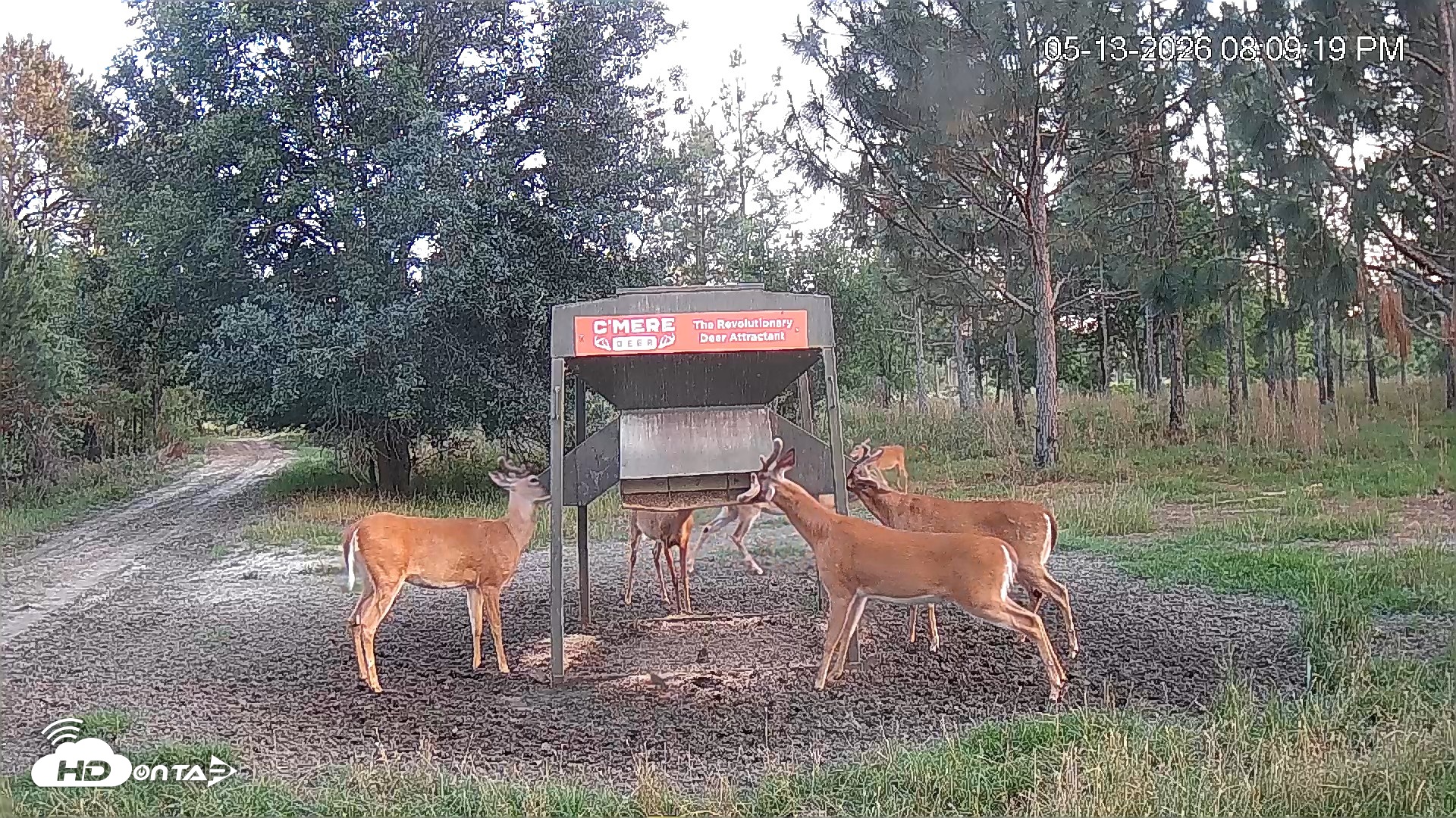 Snapshot of Leesburg Georgia Live Deer Feeder Webcam taken May 13, 2026, 8:09pm EDT