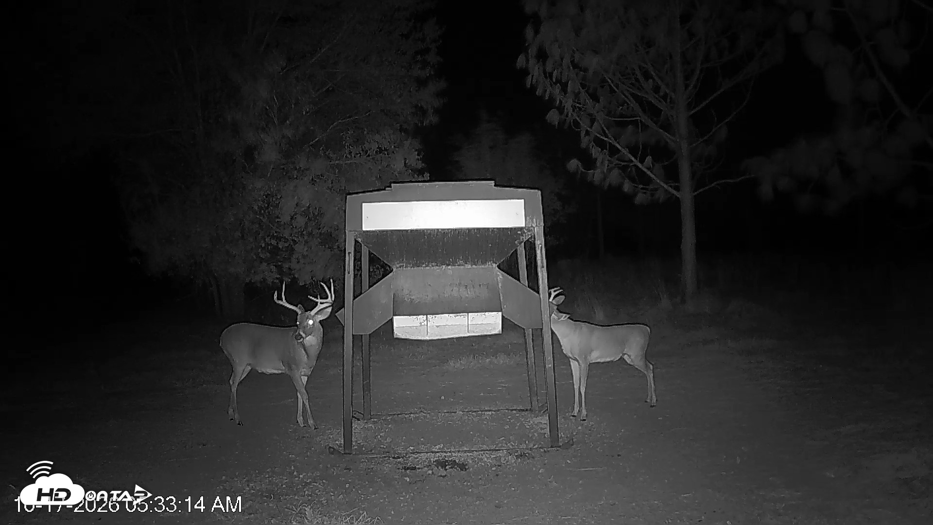 Snapshot of Leesburg Georgia Live Deer Feeder Webcam taken Oct 17, 2026, 5:33am EDT