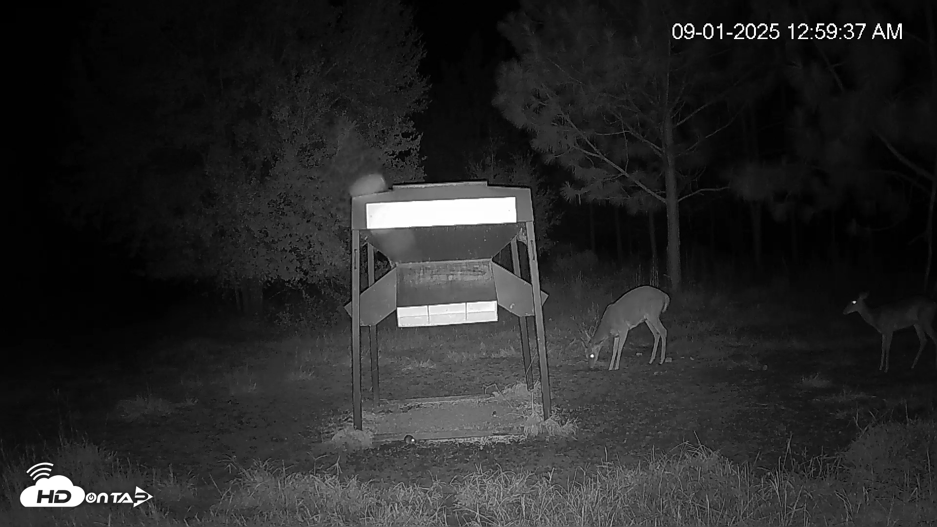 Snapshot of Leesburg Georgia Live Deer Feeder Webcam taken Sep 1, 2025, 1:00am EDT