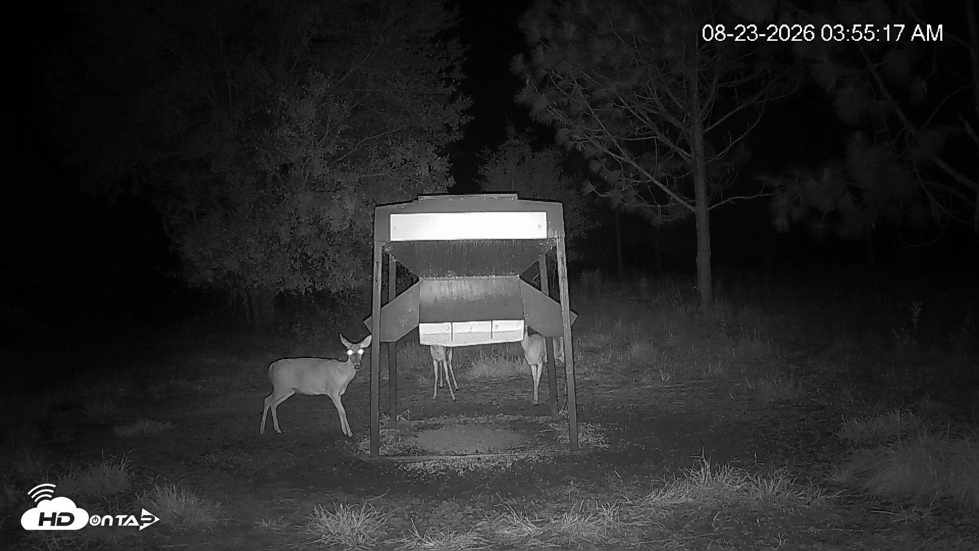 Snapshot of Leesburg Georgia Live Deer Feeder Webcam taken Aug 23, 2026, 3:55am EDT