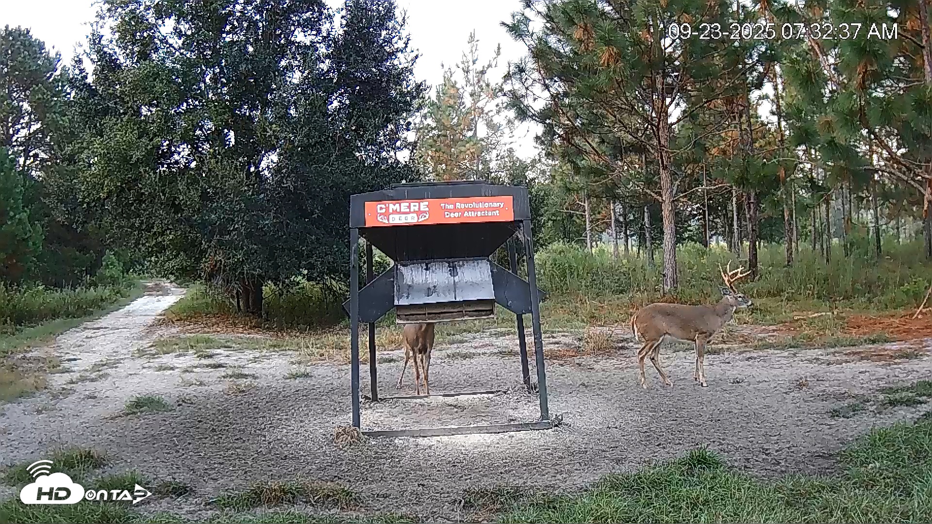 Snapshot of Leesburg Georgia Live Deer Feeder Webcam taken Sep 23, 2025, 7:32am EDT