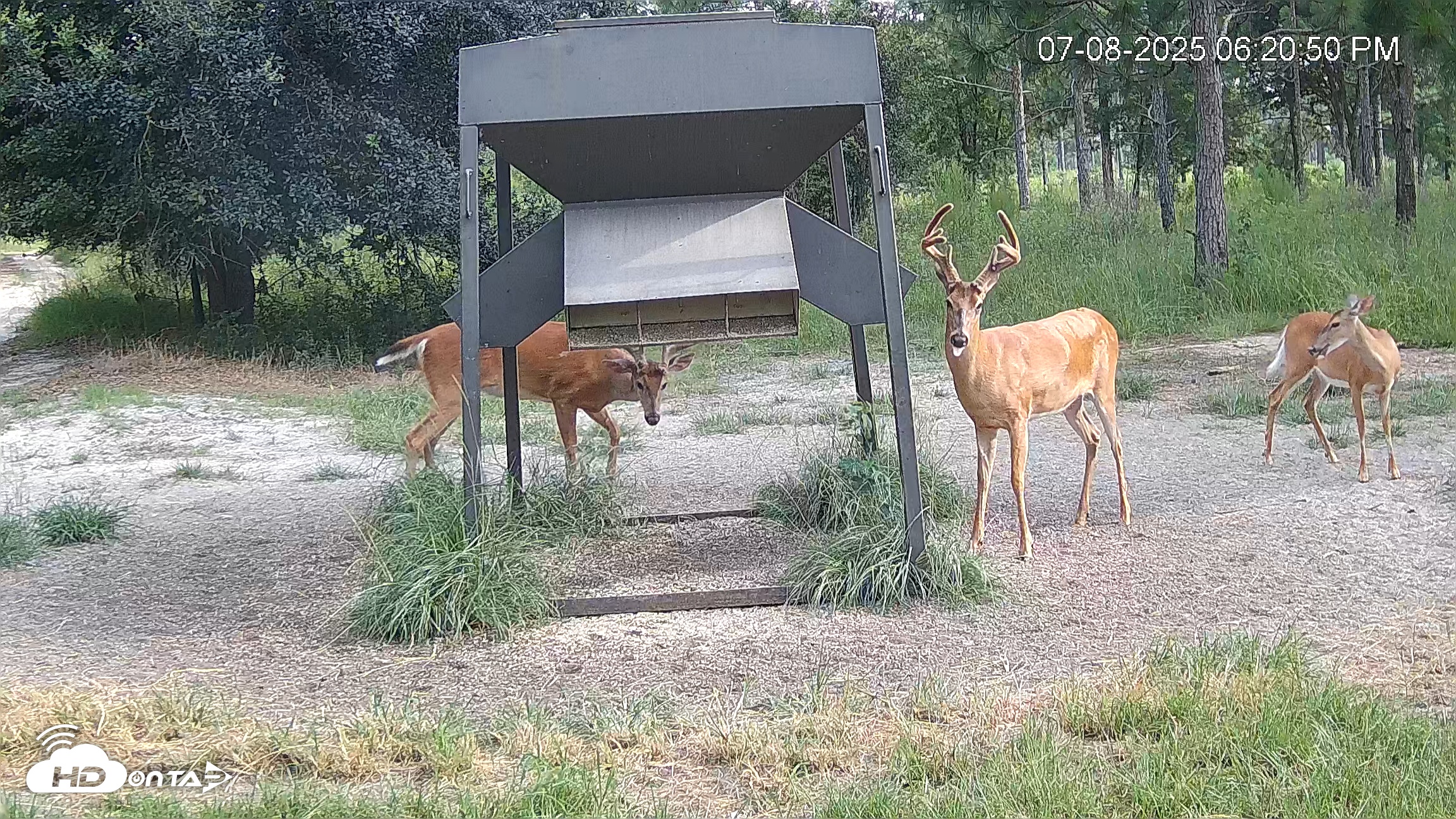 Snapshot of Leesburg Georgia Live Deer Feeder Webcam taken Jul 8, 2025, 6:26pm EDT