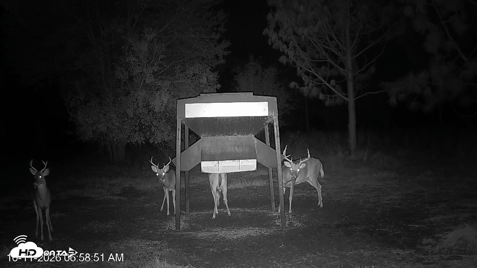 Snapshot of Leesburg Georgia Live Deer Feeder Webcam taken Oct 11, 2026, 6:58am EDT