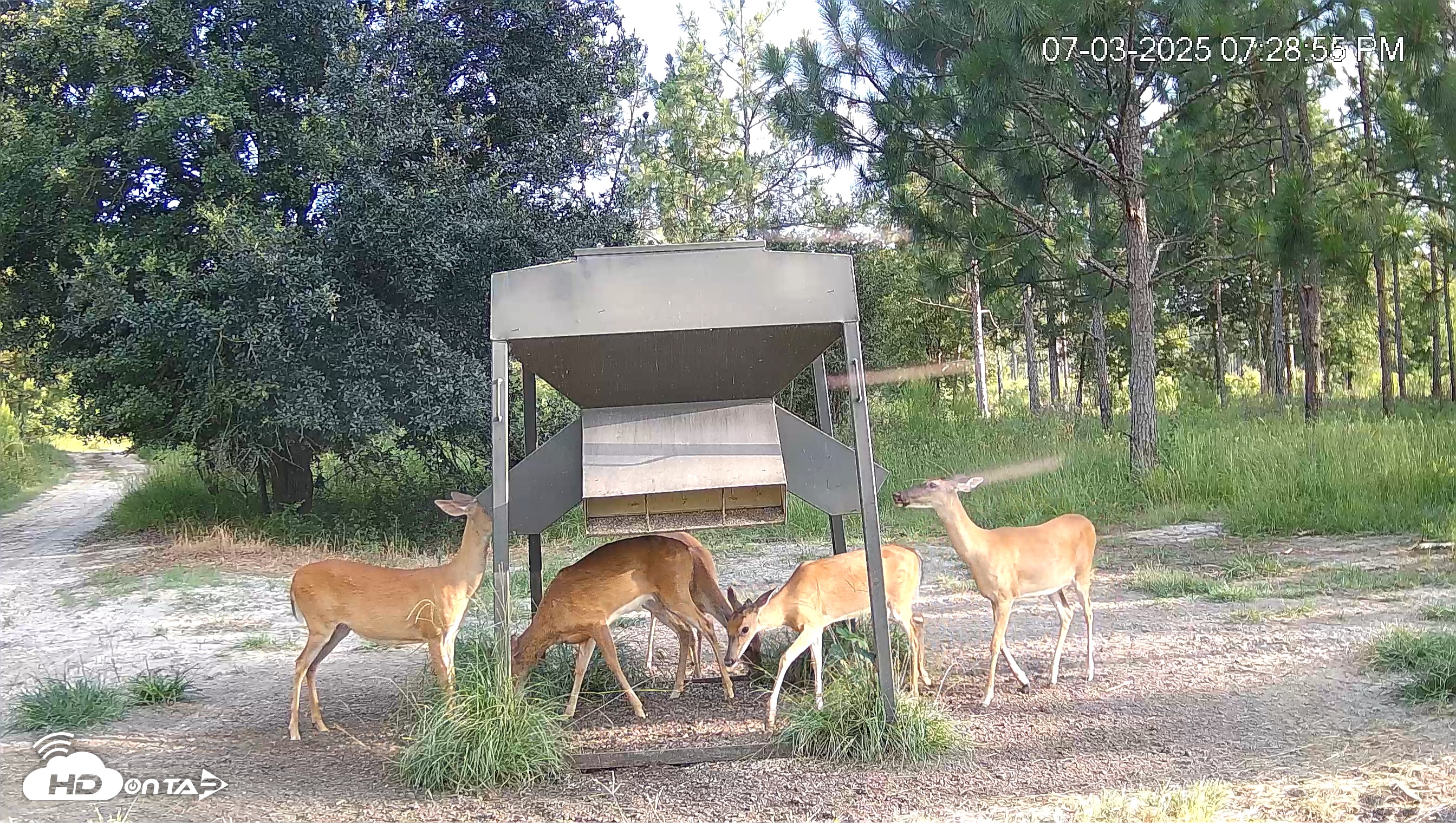 Snapshot of Leesburg Georgia Live Deer Feeder Webcam taken Jul 3, 2025, 7:28pm EDT