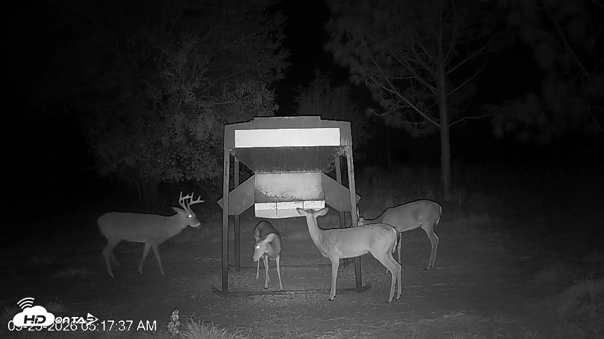 Snapshot of Leesburg Georgia Live Deer Feeder Webcam taken Sep 25, 2026, 5:17am EDT