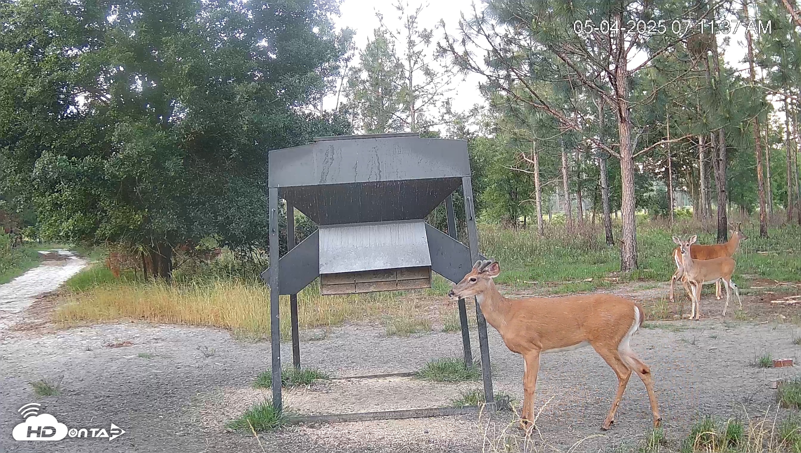 Snapshot of Leesburg Georgia Live Deer Feeder Webcam taken May 4, 2025, 7:11am EDT
