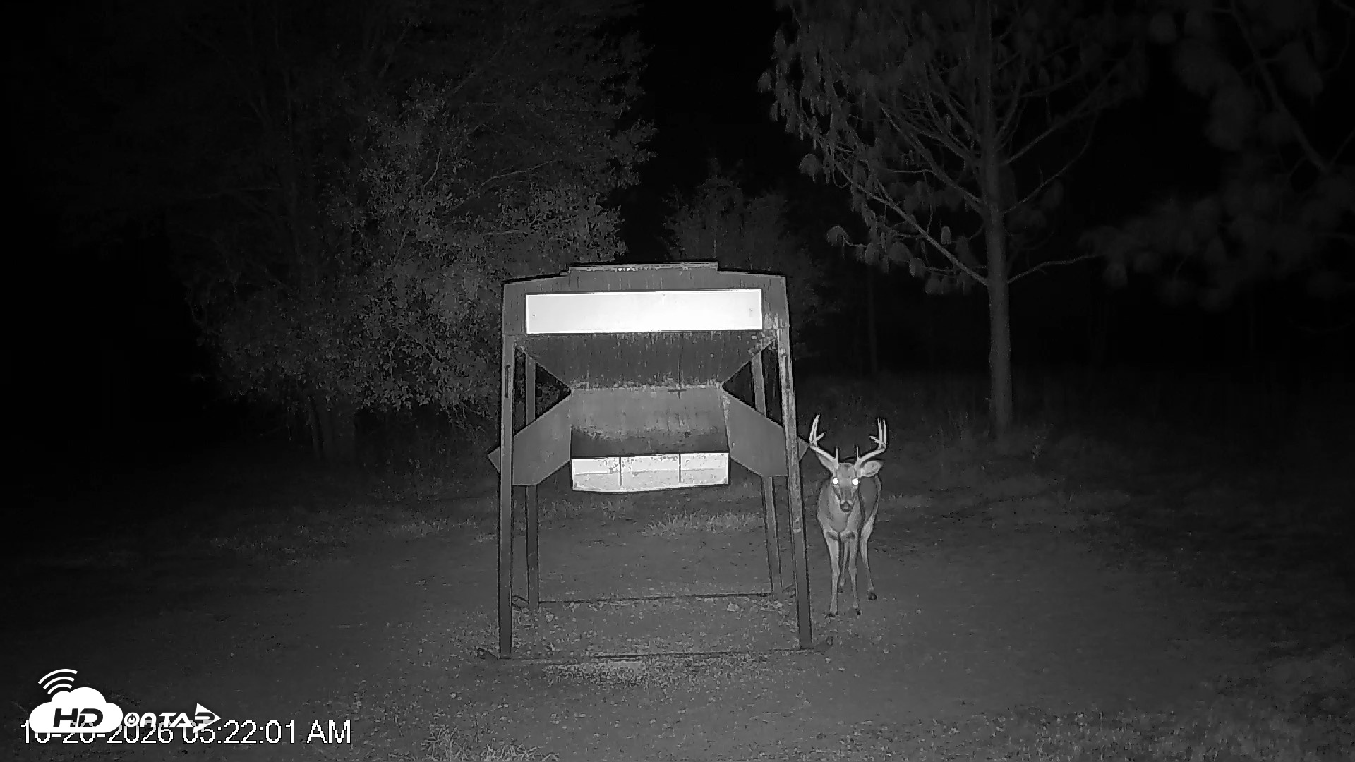 Snapshot of Leesburg Georgia Live Deer Feeder Webcam taken Oct 20, 2026, 5:22am EDT