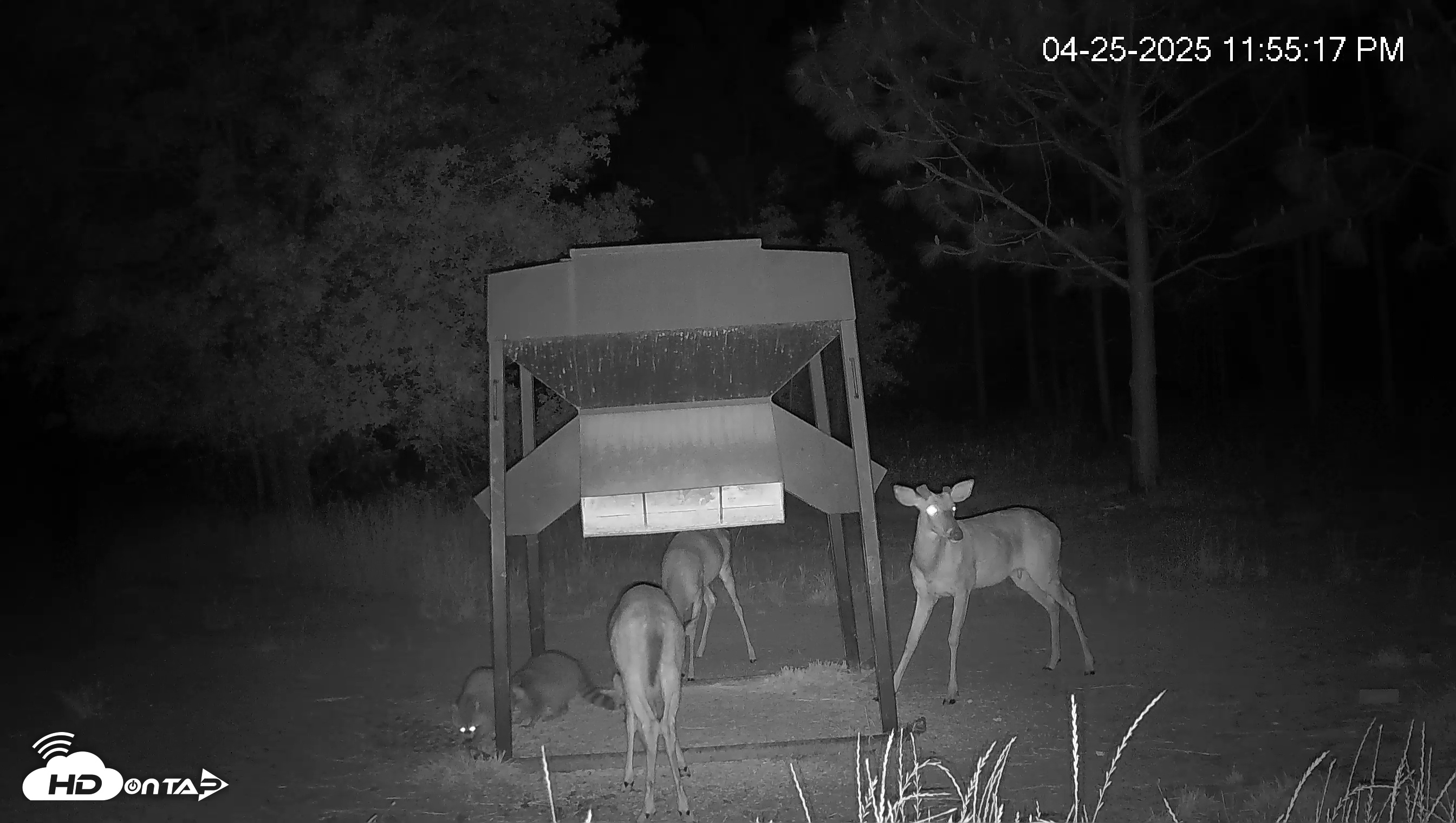 Snapshot of Leesburg Georgia Live Deer Feeder Webcam taken Apr 25, 2025, 11:55pm EDT
