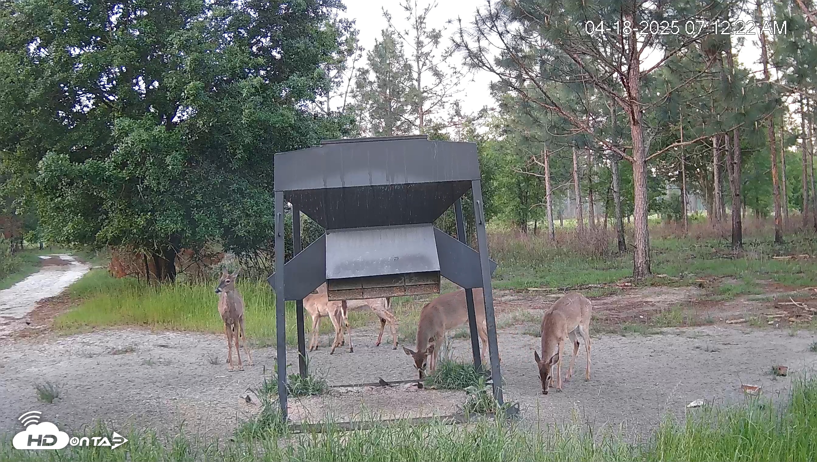 Snapshot of Leesburg Georgia Live Deer Feeder Webcam taken Apr 18, 2025, 7:12am EDT