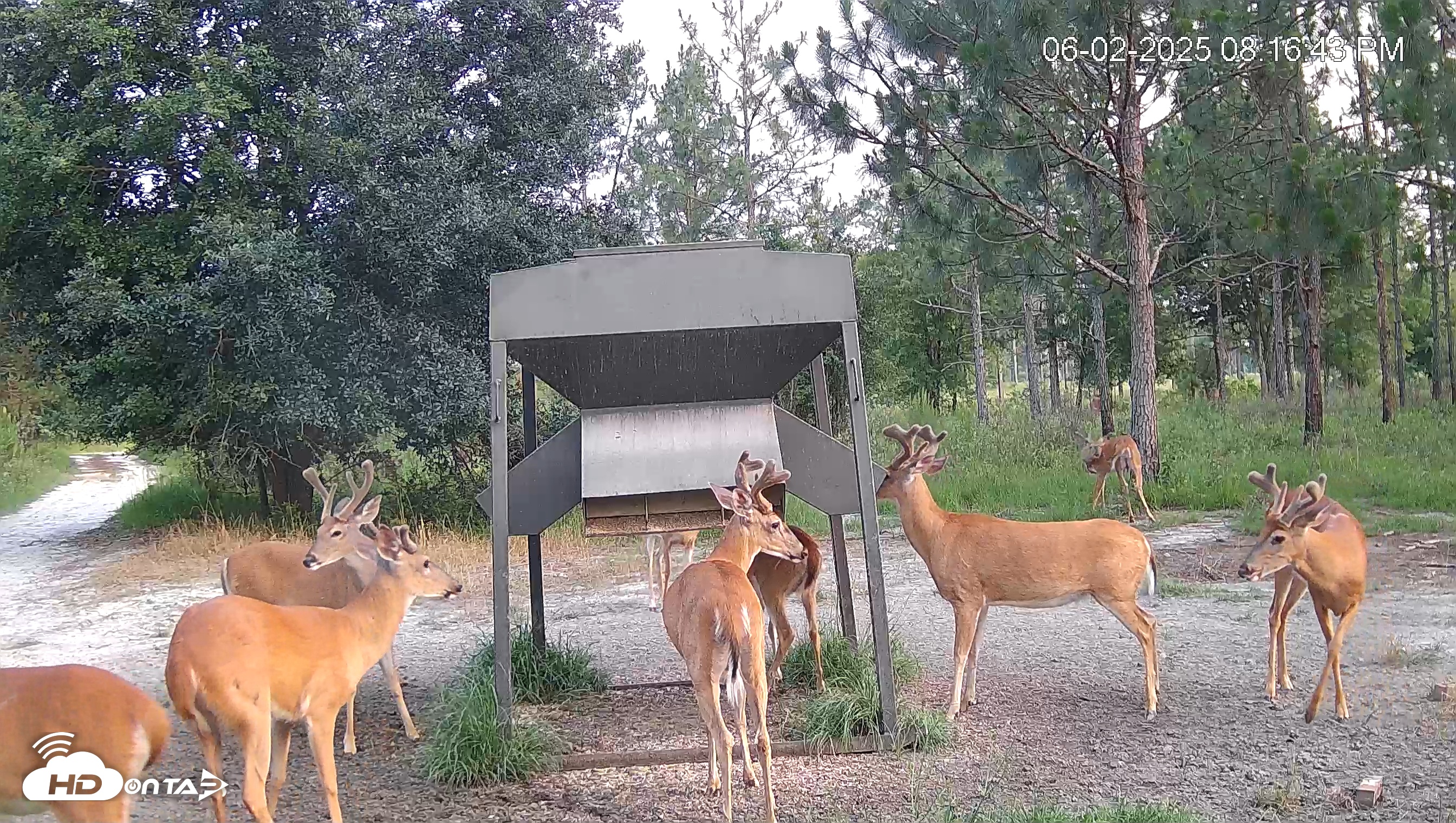 Snapshot of Leesburg Georgia Live Deer Feeder Webcam taken Jun 2, 2025, 8:17pm EDT
