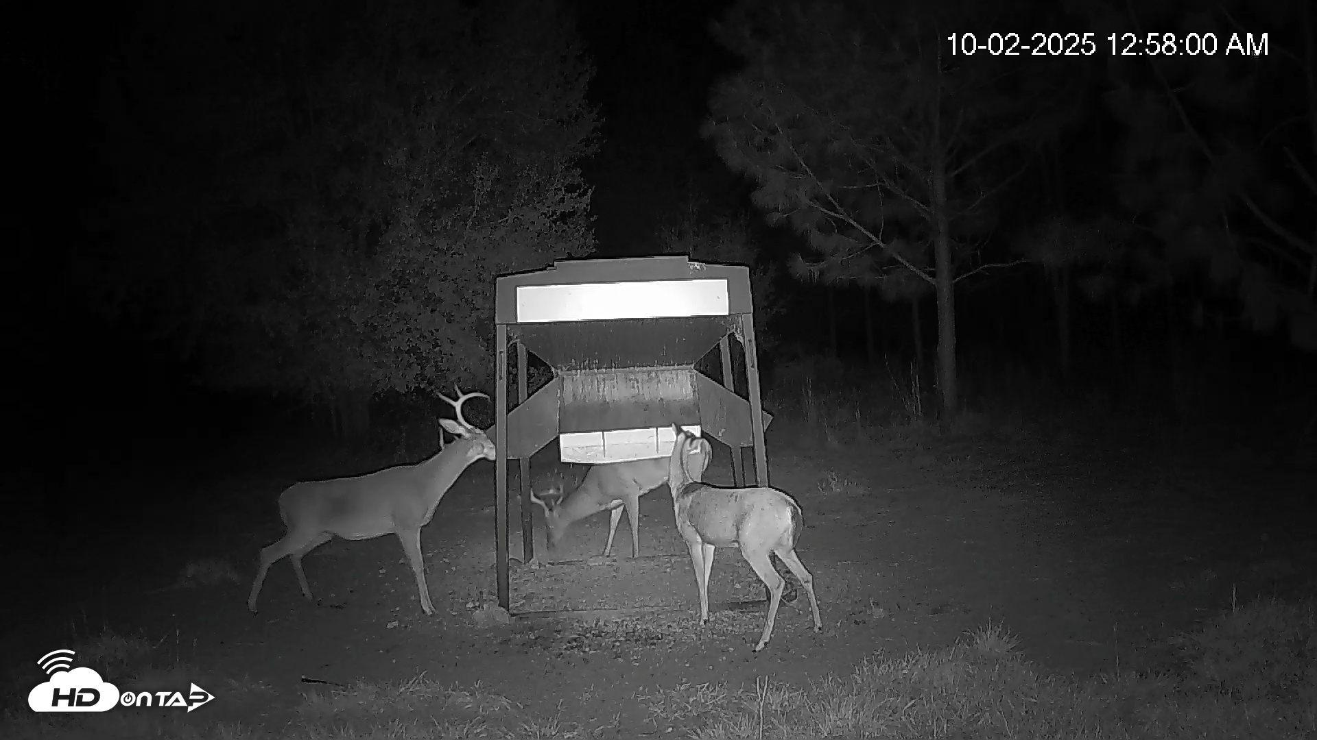 Snapshot of Leesburg Georgia Live Deer Feeder Webcam taken Oct 2, 2025, 12:57am EDT