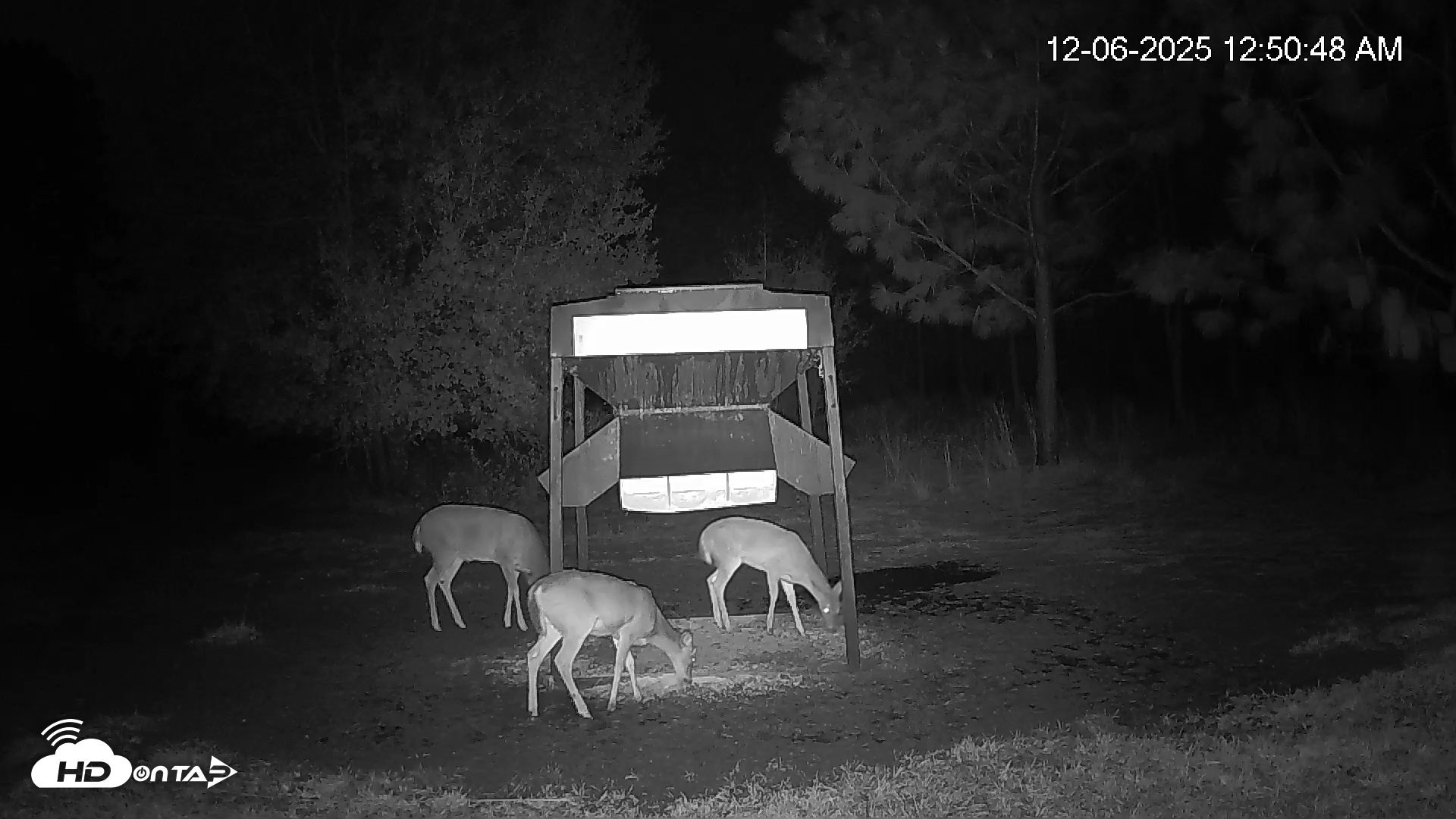 Snapshot of Leesburg Georgia Live Deer Feeder Webcam taken Dec 6, 2025, 12:50am EST