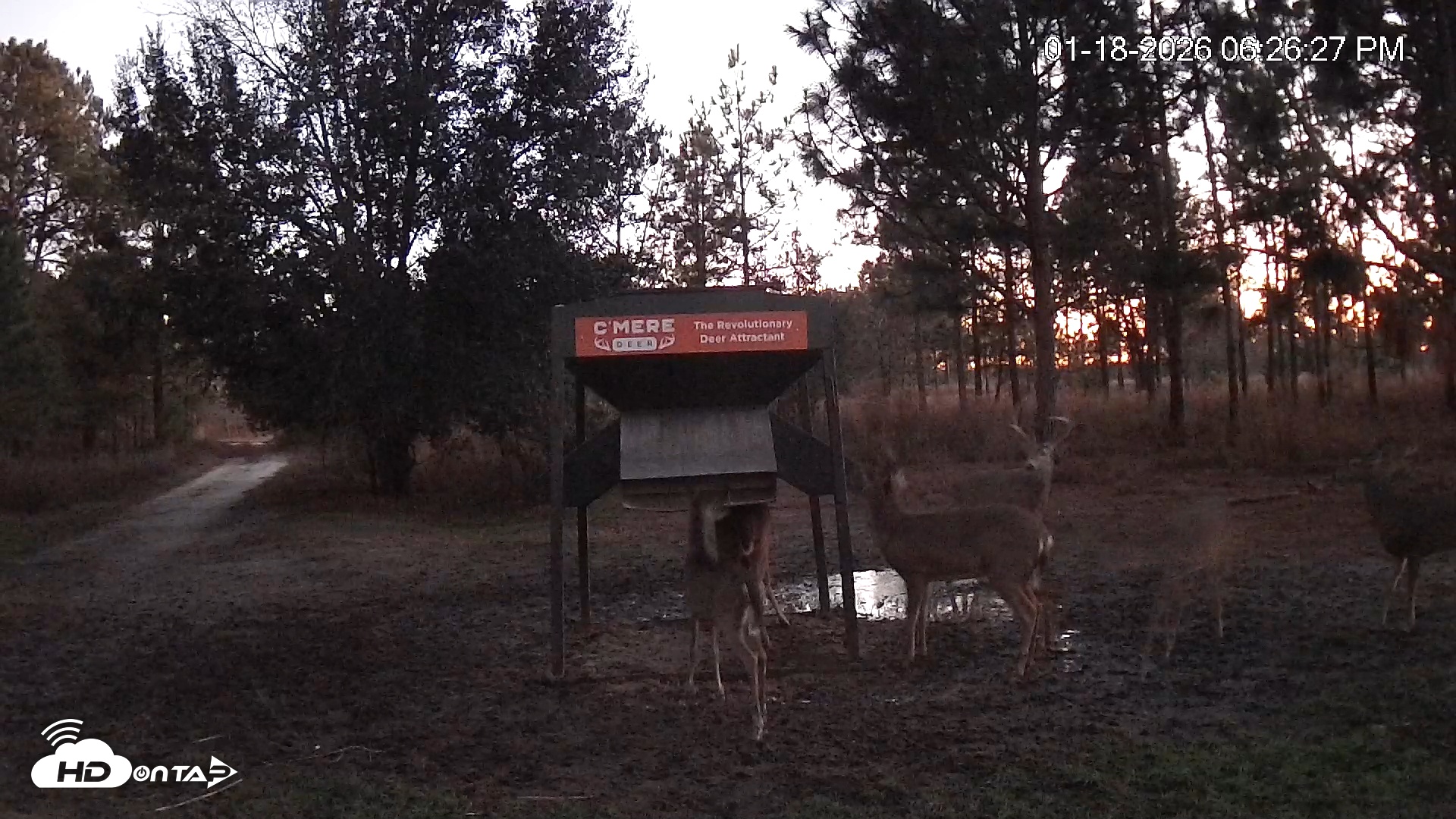 Snapshot of Leesburg Georgia Live Deer Feeder Webcam taken Jan 18, 2026, 6:26pm EST