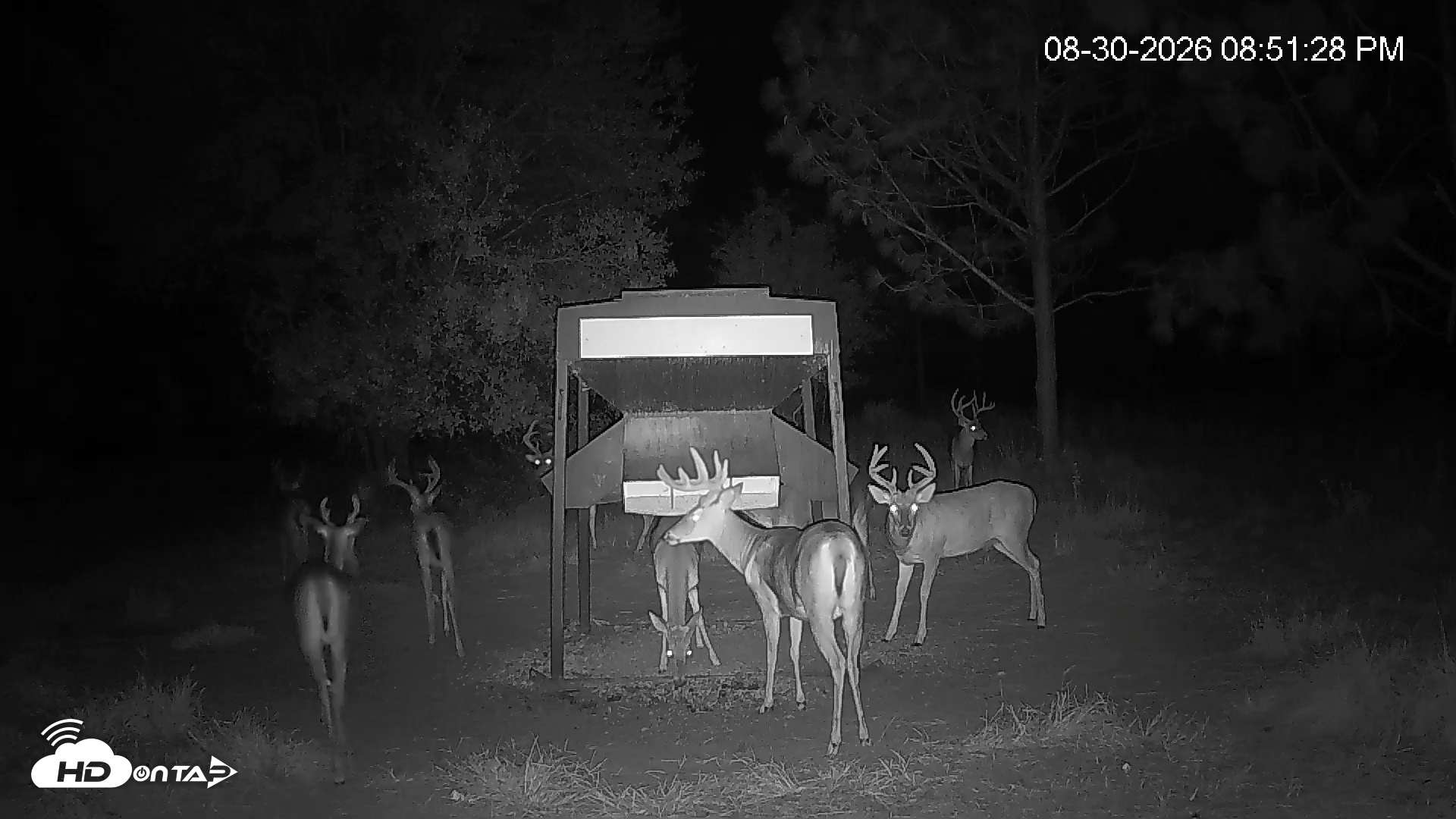 Snapshot of Leesburg Georgia Live Deer Feeder Webcam taken Aug 30, 2026, 8:51pm EDT