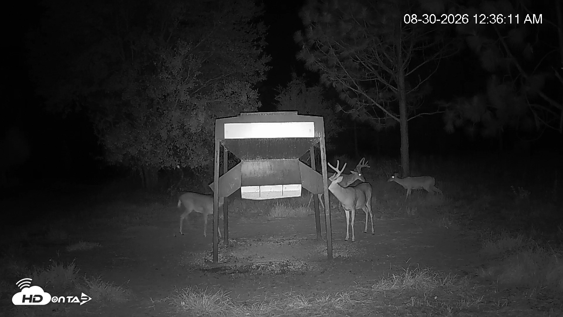 Snapshot of Leesburg Georgia Live Deer Feeder Webcam taken Aug 30, 2026, 12:35am EDT