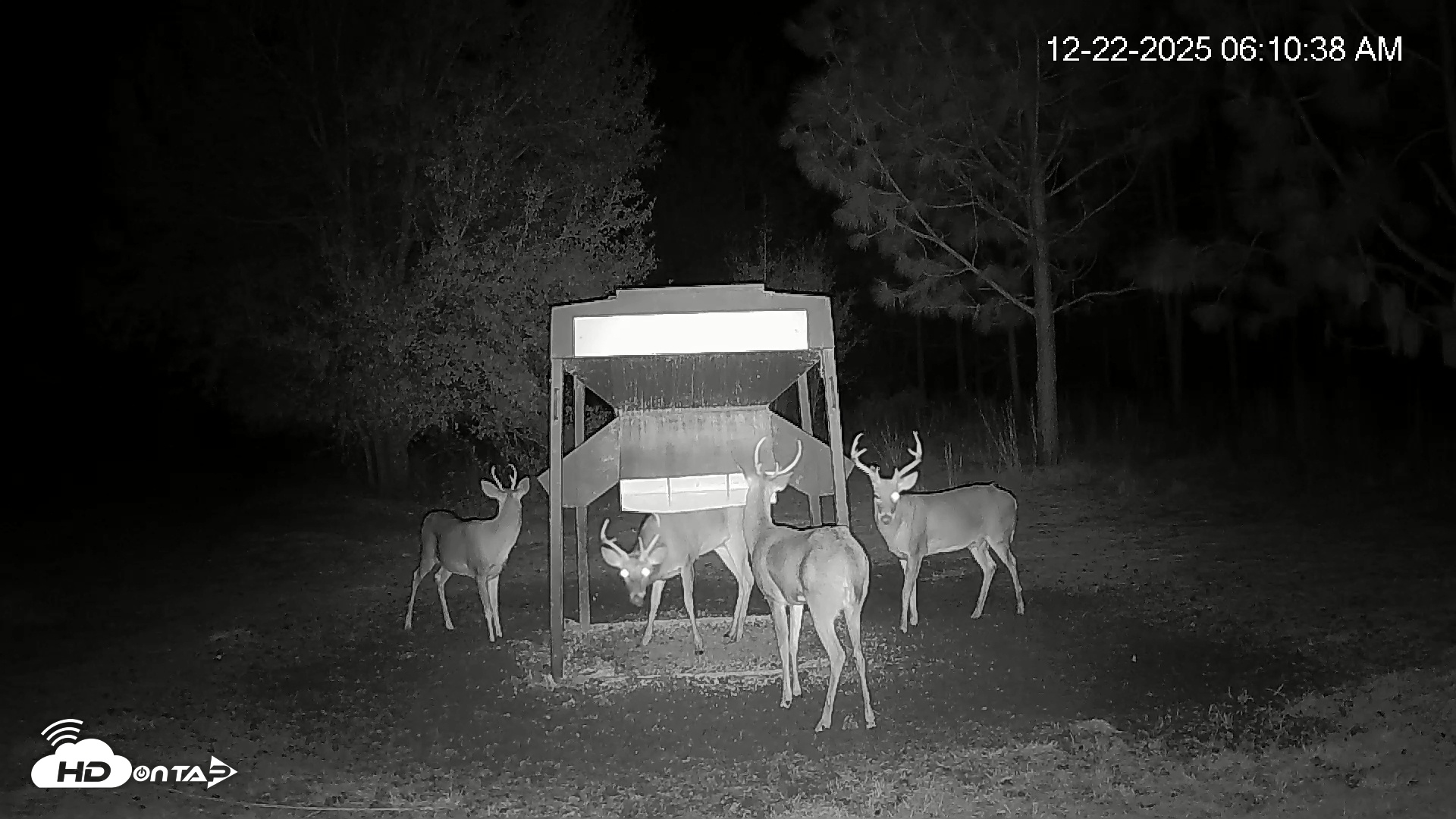 Snapshot of Leesburg Georgia Live Deer Feeder Webcam taken Dec 22, 2025, 6:10am EST