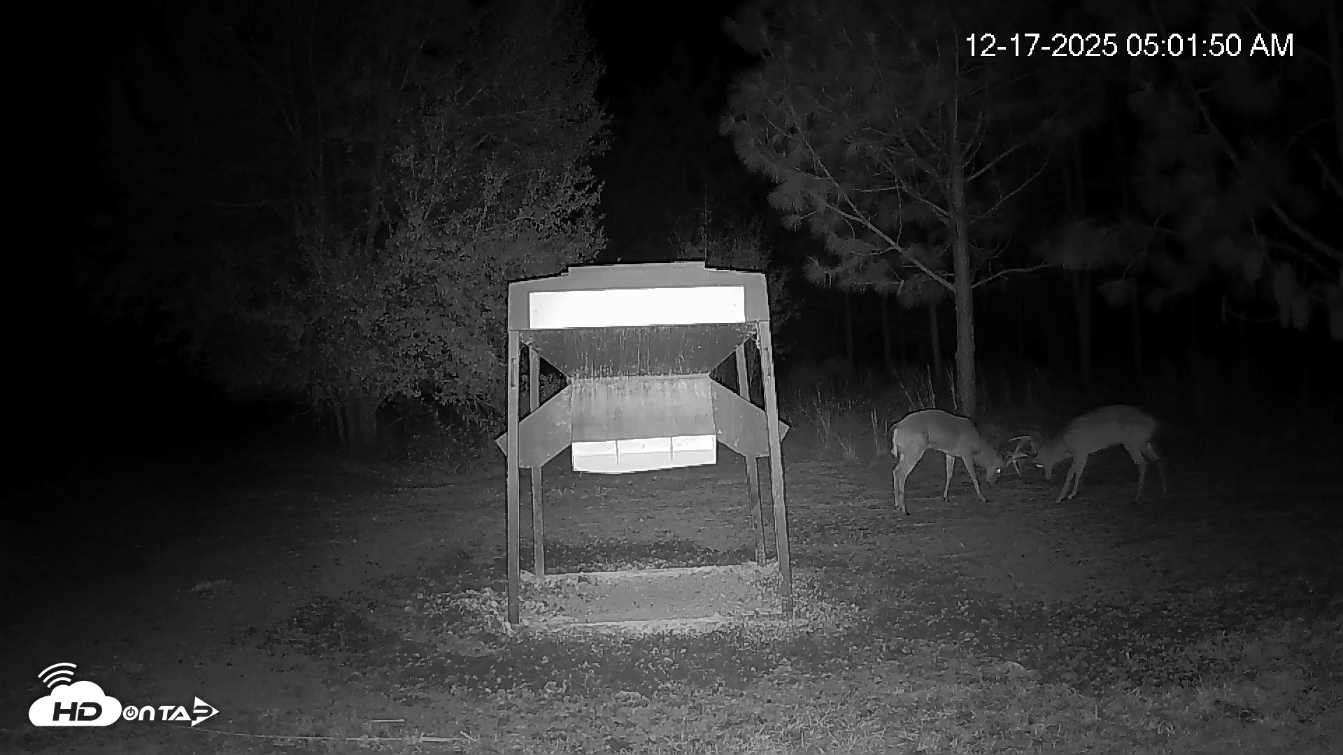 Snapshot of Leesburg Georgia Live Deer Feeder Webcam taken Dec 17, 2025, 5:02am EST