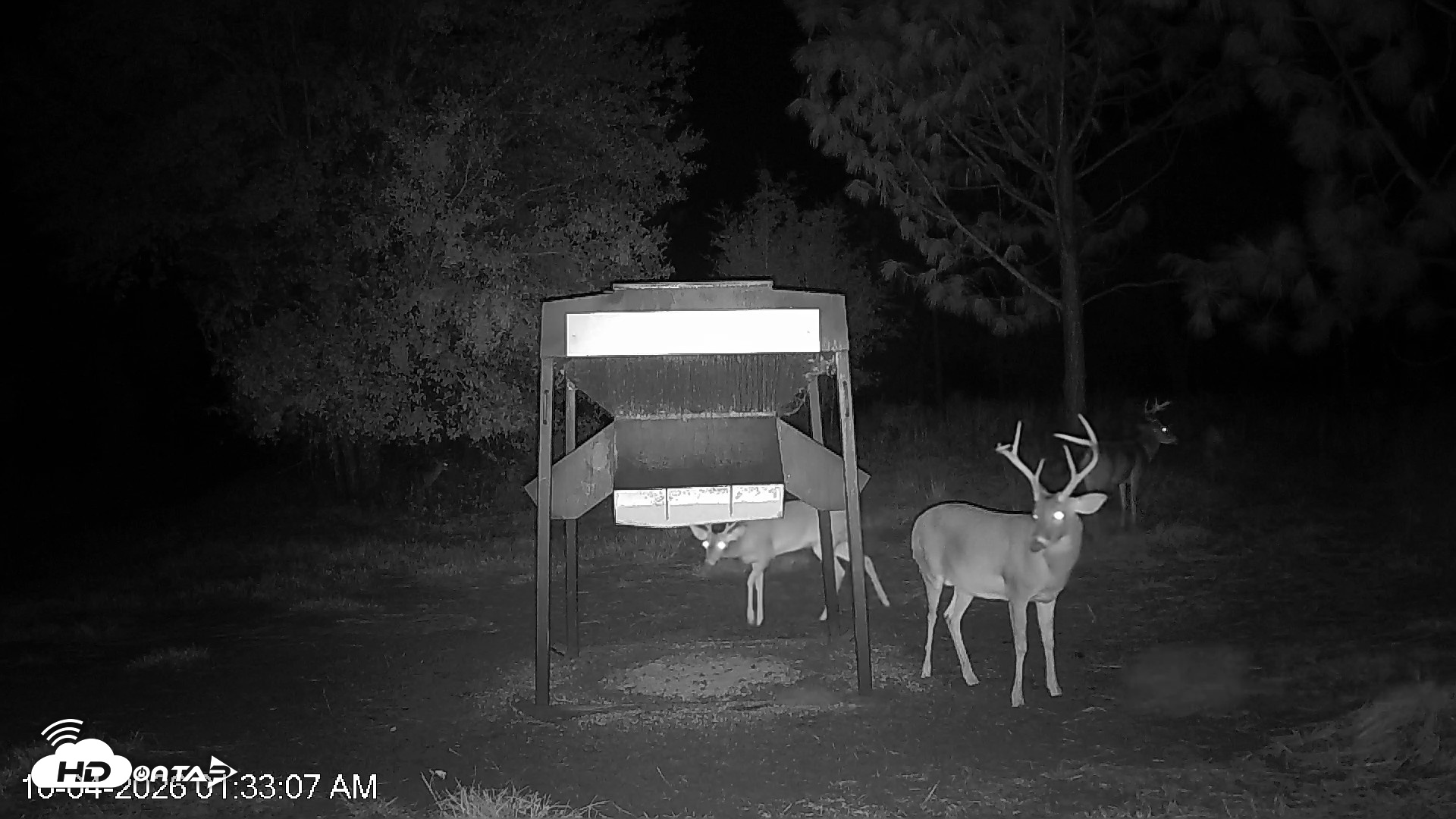 Snapshot of Leesburg Georgia Live Deer Feeder Webcam taken Oct 4, 2026, 1:33am EDT