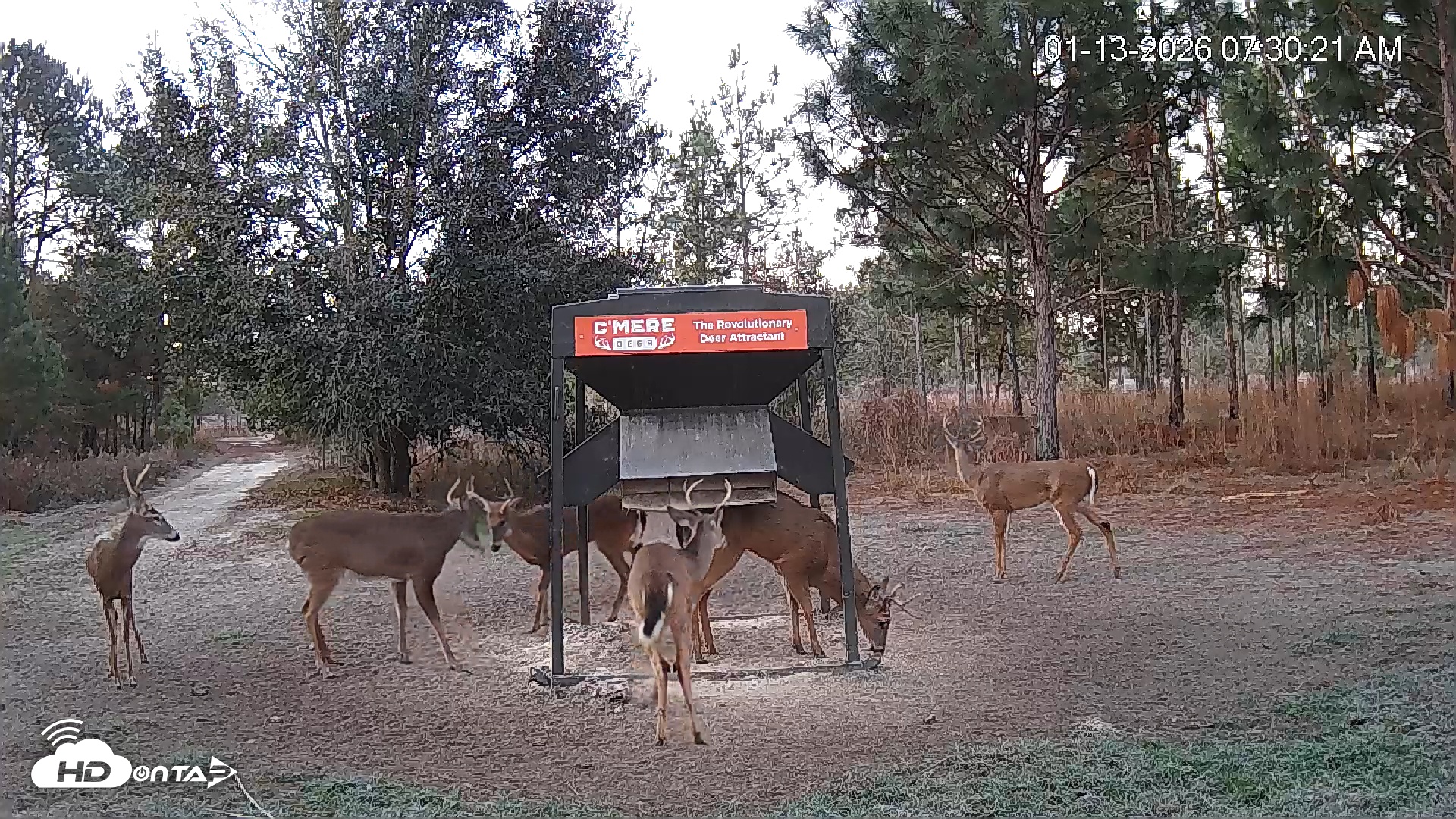 Snapshot of Leesburg Georgia Live Deer Feeder Webcam taken Jan 13, 2026, 7:30am EST