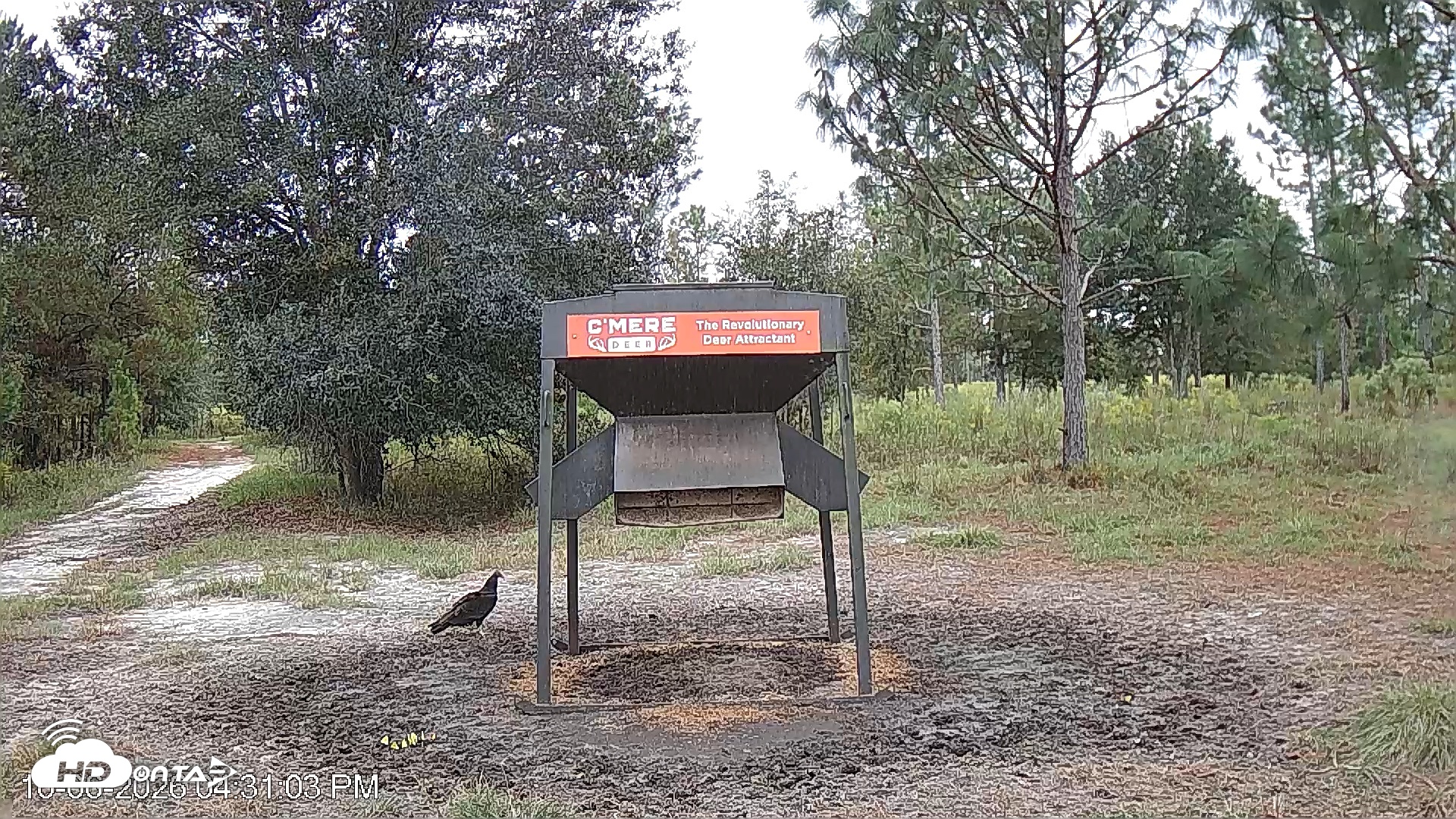 Snapshot of Leesburg Georgia Live Deer Feeder Webcam taken Oct 6, 2026, 4:31pm EDT