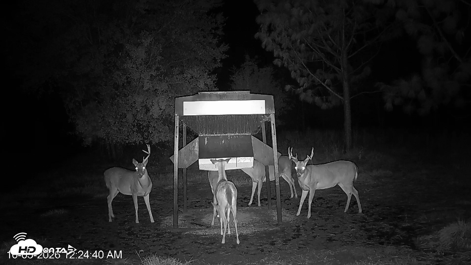 Snapshot of Leesburg Georgia Live Deer Feeder Webcam taken Oct 5, 2026, 12:24am EDT