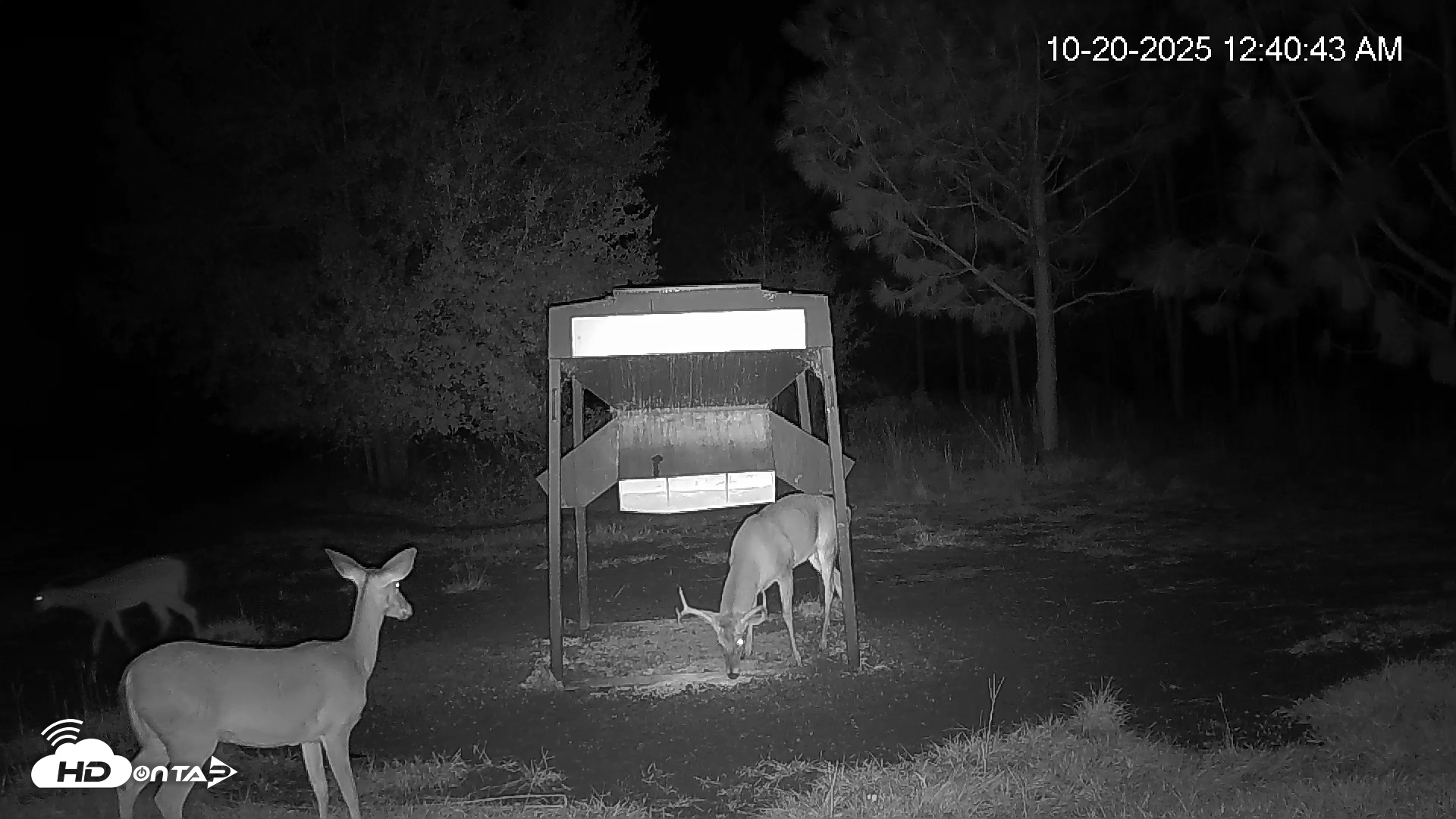 Snapshot of Leesburg Georgia Live Deer Feeder Webcam taken Oct 20, 2025, 12:40am EDT