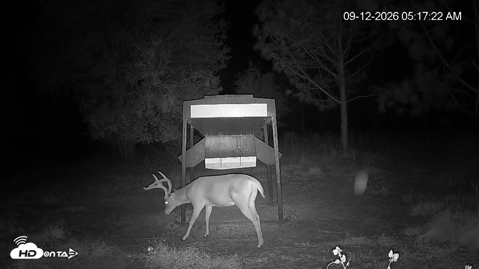 Snapshot of Leesburg Georgia Live Deer Feeder Webcam taken Sep 12, 2026, 5:17am EDT