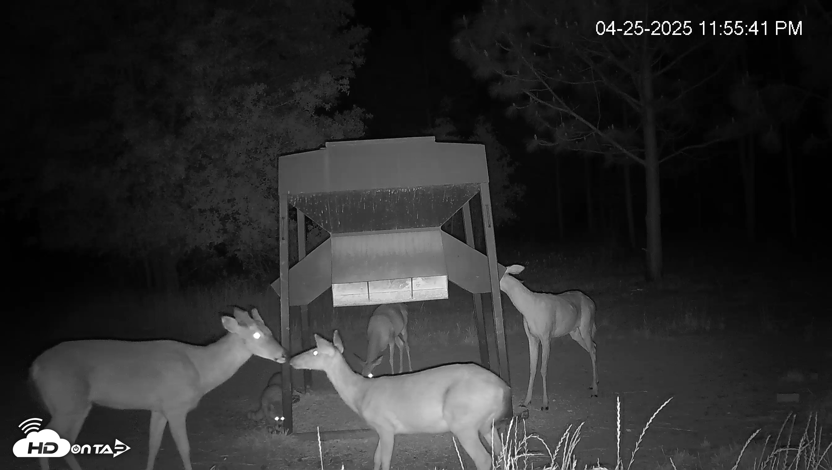 Snapshot of Leesburg Georgia Live Deer Feeder Webcam taken Apr 25, 2025, 11:55pm EDT