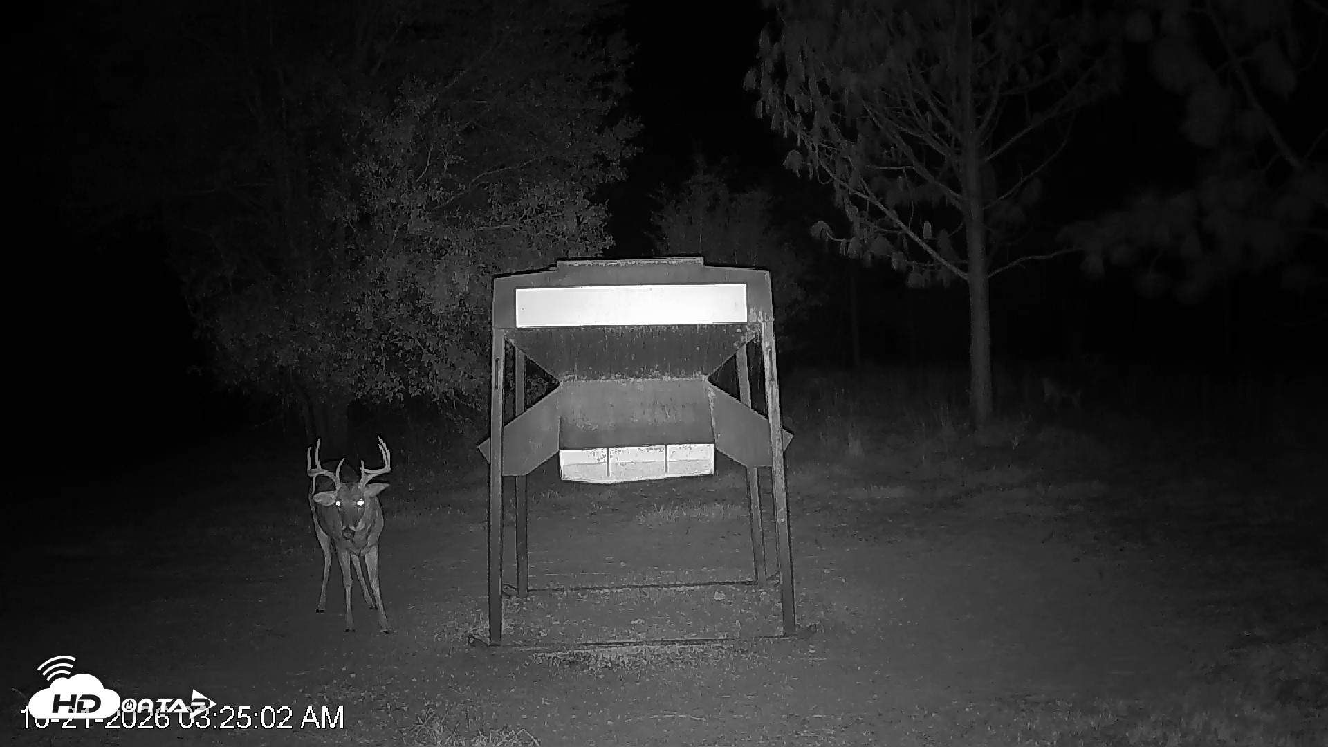Snapshot of Leesburg Georgia Live Deer Feeder Webcam taken Oct 21, 2026, 3:25am EDT