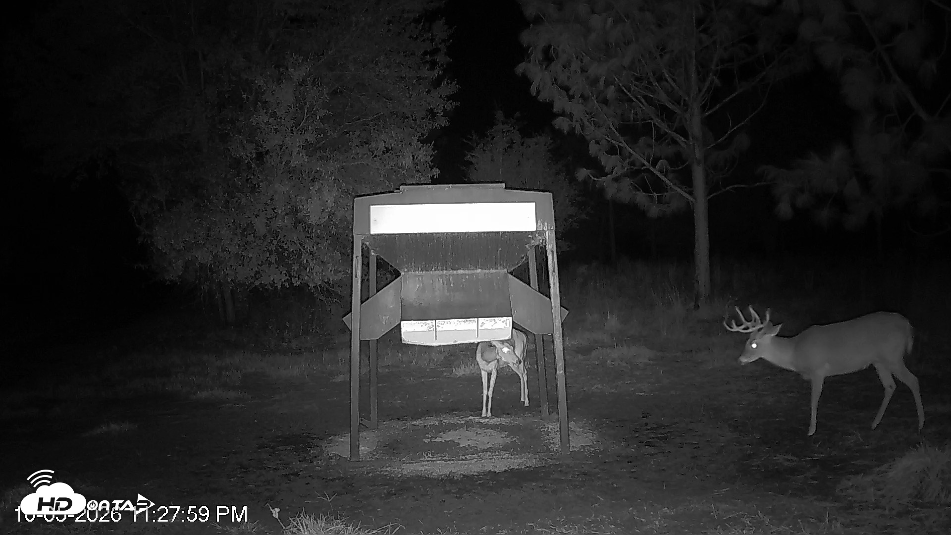 Snapshot of Leesburg Georgia Live Deer Feeder Webcam taken Oct 5, 2026, 11:27pm EDT
