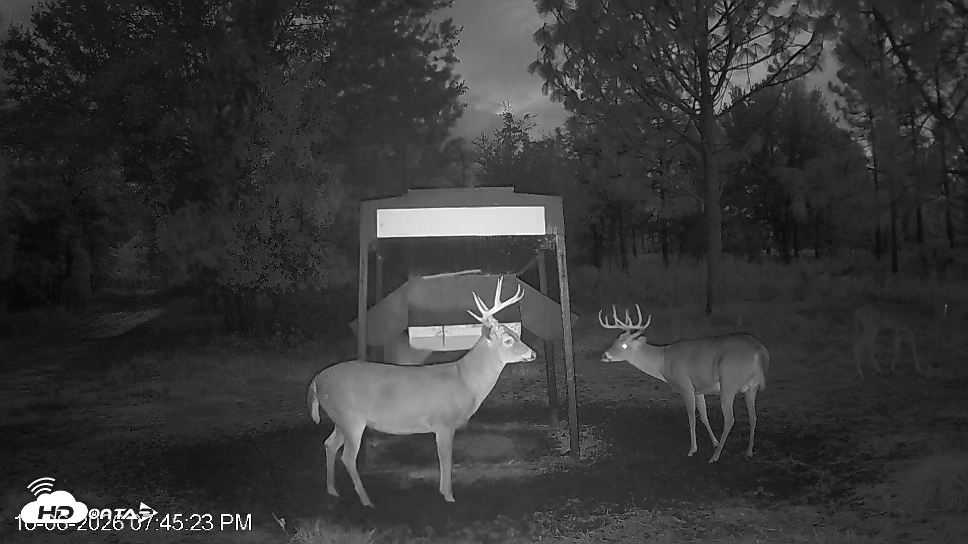 Snapshot of Leesburg Georgia Live Deer Feeder Webcam taken Oct 6, 2026, 7:45pm EDT