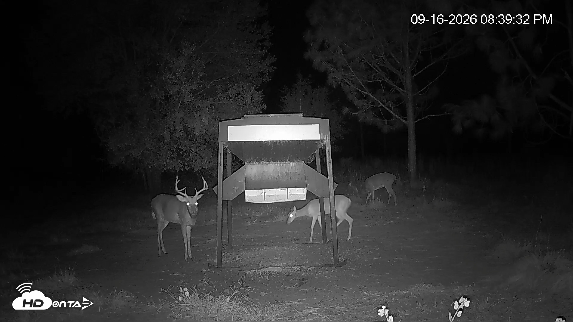 Snapshot of Leesburg Georgia Live Deer Feeder Webcam taken Sep 16, 2026, 8:39pm EDT