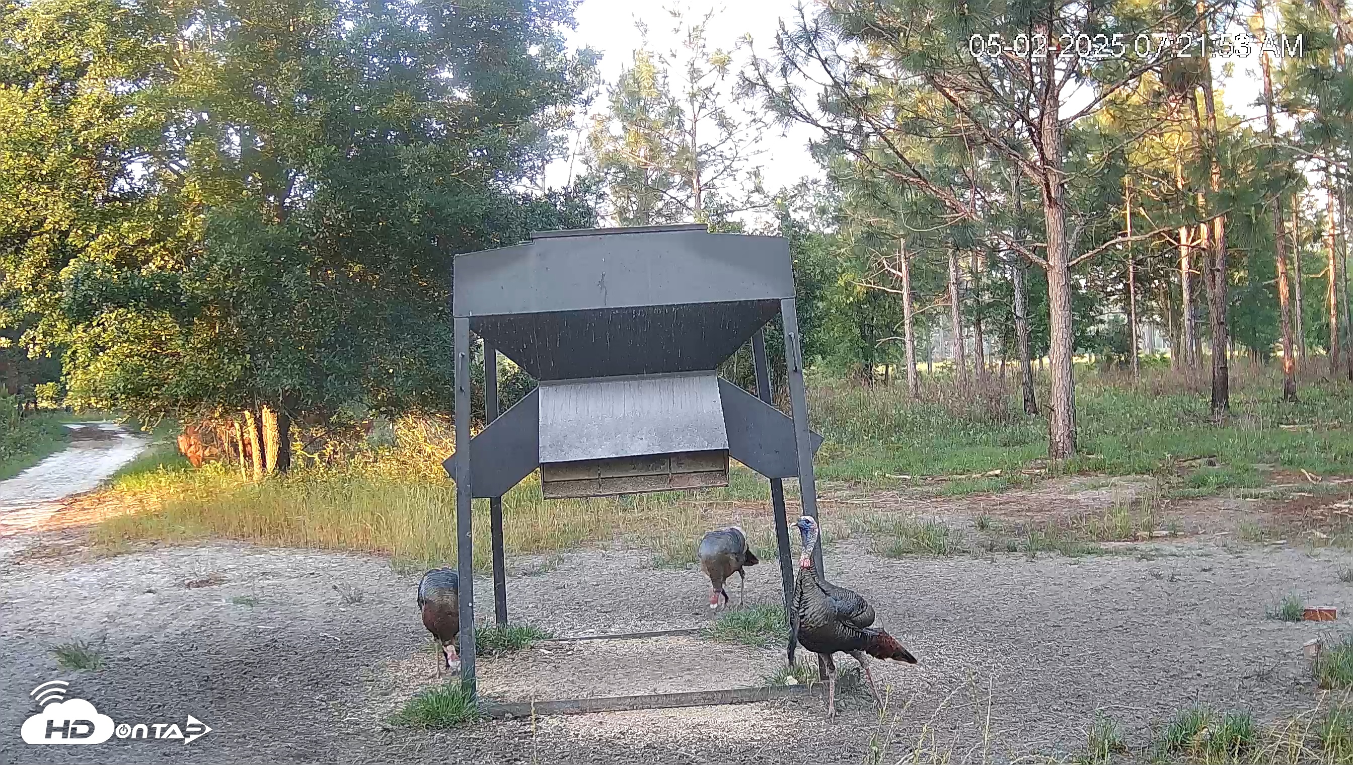 Snapshot of Leesburg Georgia Live Deer Feeder Webcam taken May 2, 2025, 7:22am EDT