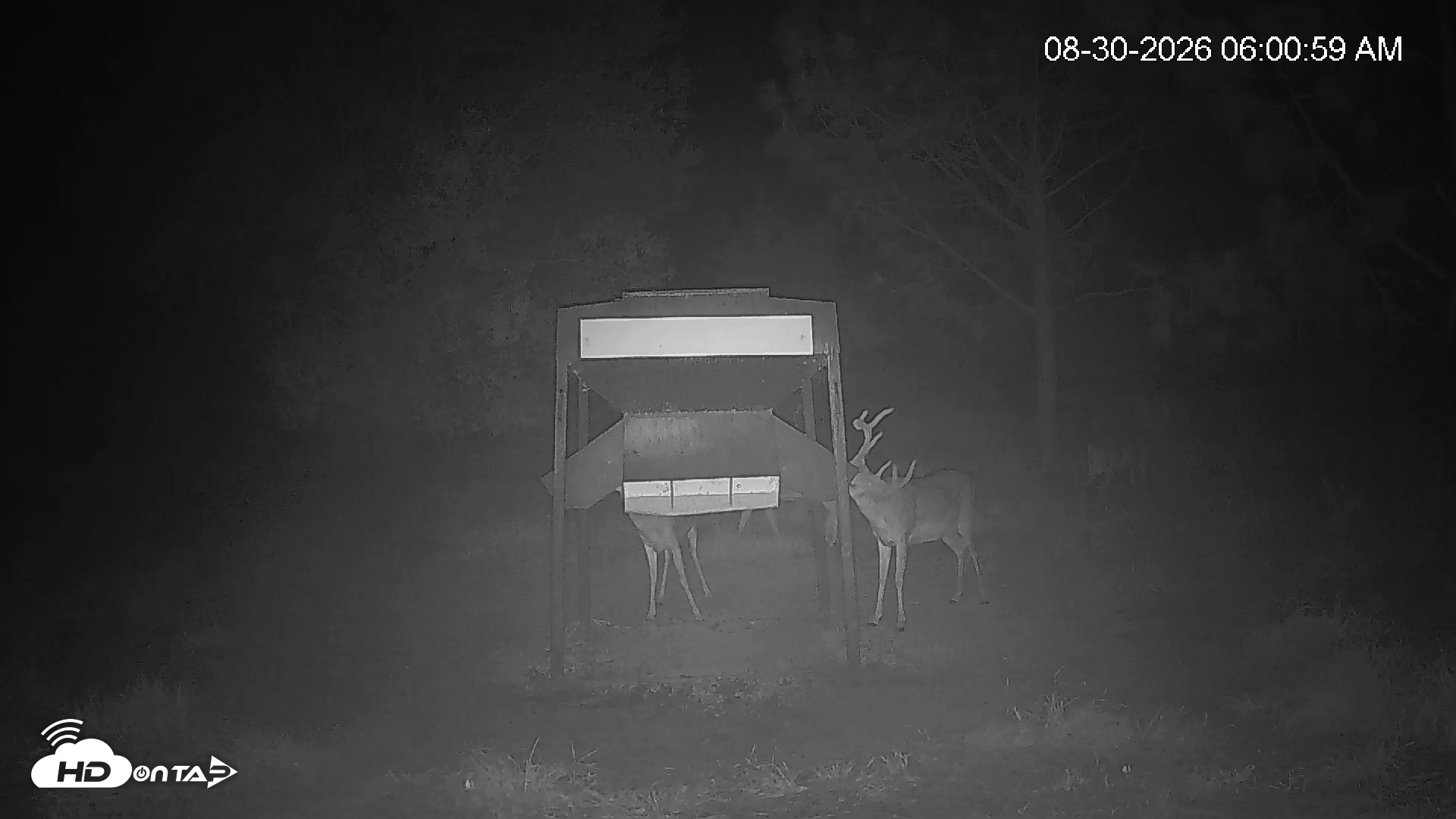 Snapshot of Leesburg Georgia Live Deer Feeder Webcam taken Aug 30, 2026, 6:00am EDT