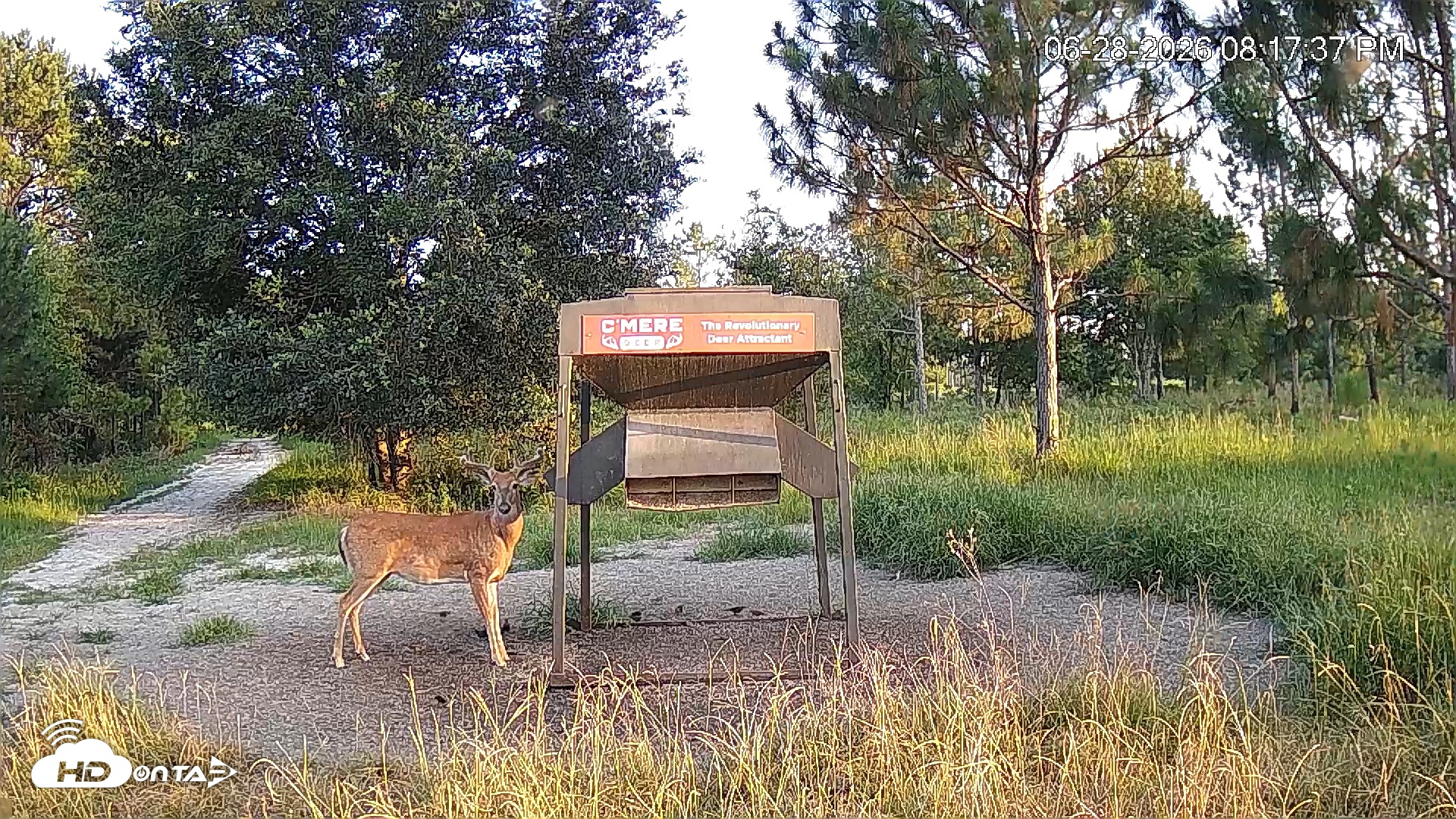 Snapshot of Leesburg Georgia Live Deer Feeder Webcam taken Jun 28, 2026, 8:17pm EDT