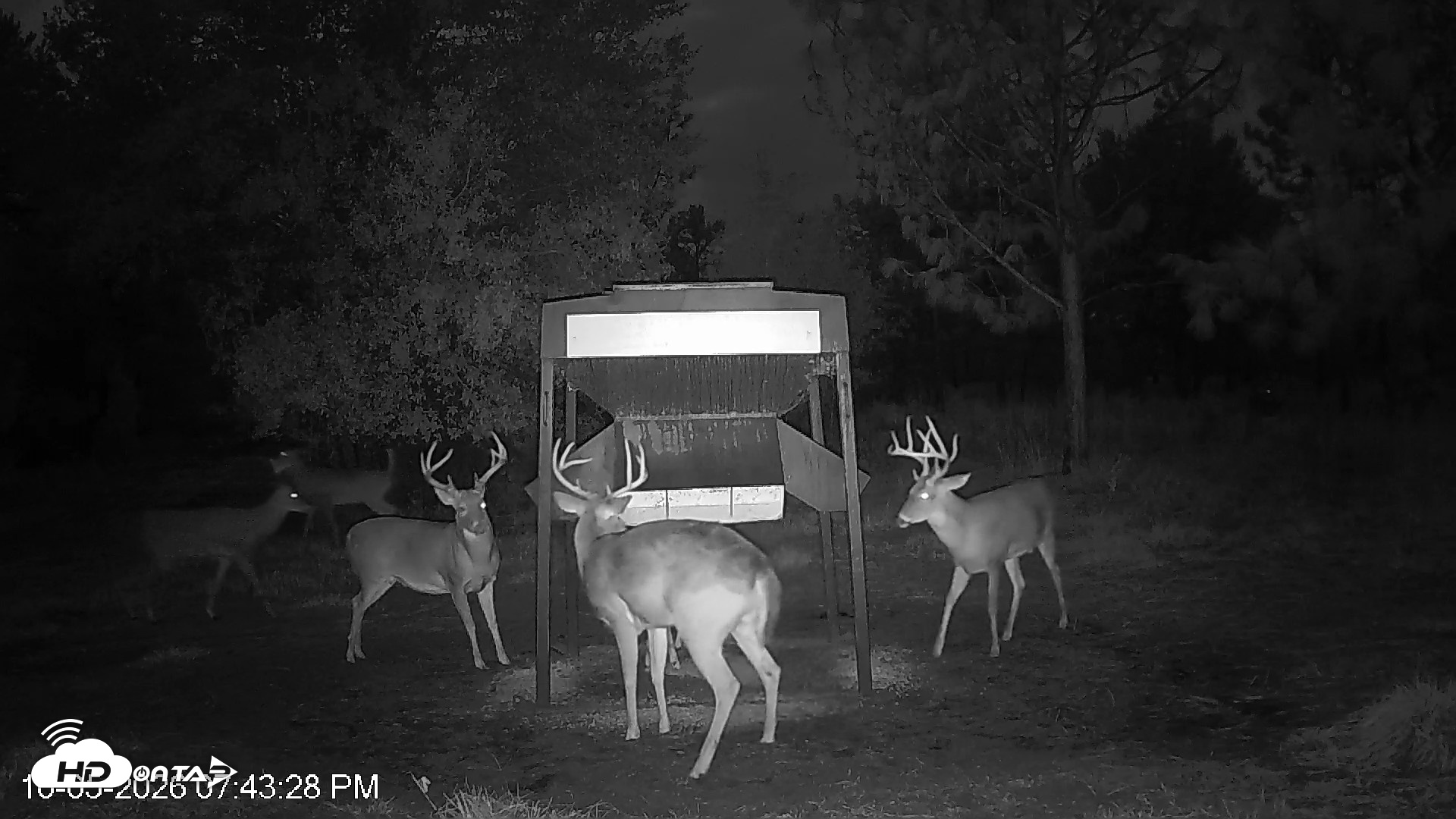 Snapshot of Leesburg Georgia Live Deer Feeder Webcam taken Oct 5, 2026, 7:43pm EDT
