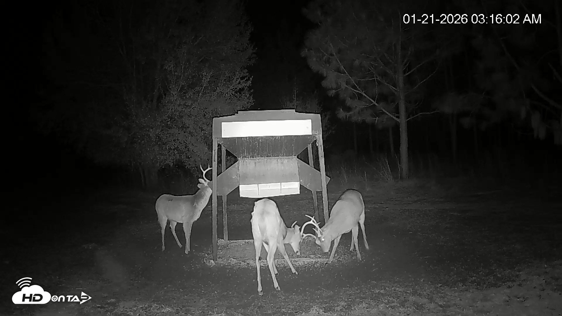 Snapshot of Leesburg Georgia Live Deer Feeder Webcam taken Jan 21, 2026, 3:16am EST