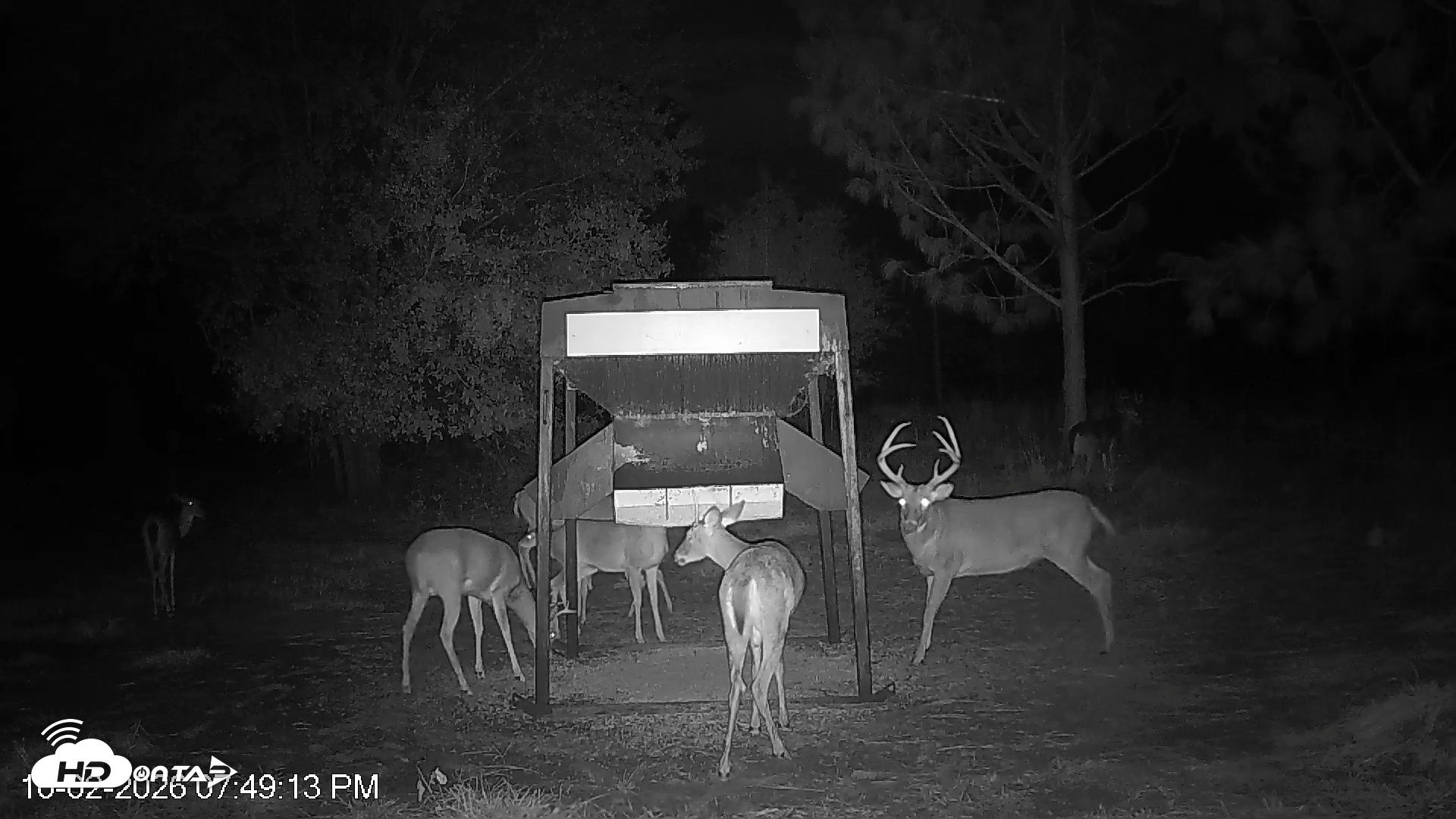 Snapshot of Leesburg Georgia Live Deer Feeder Webcam taken Oct 2, 2026, 7:49pm EDT