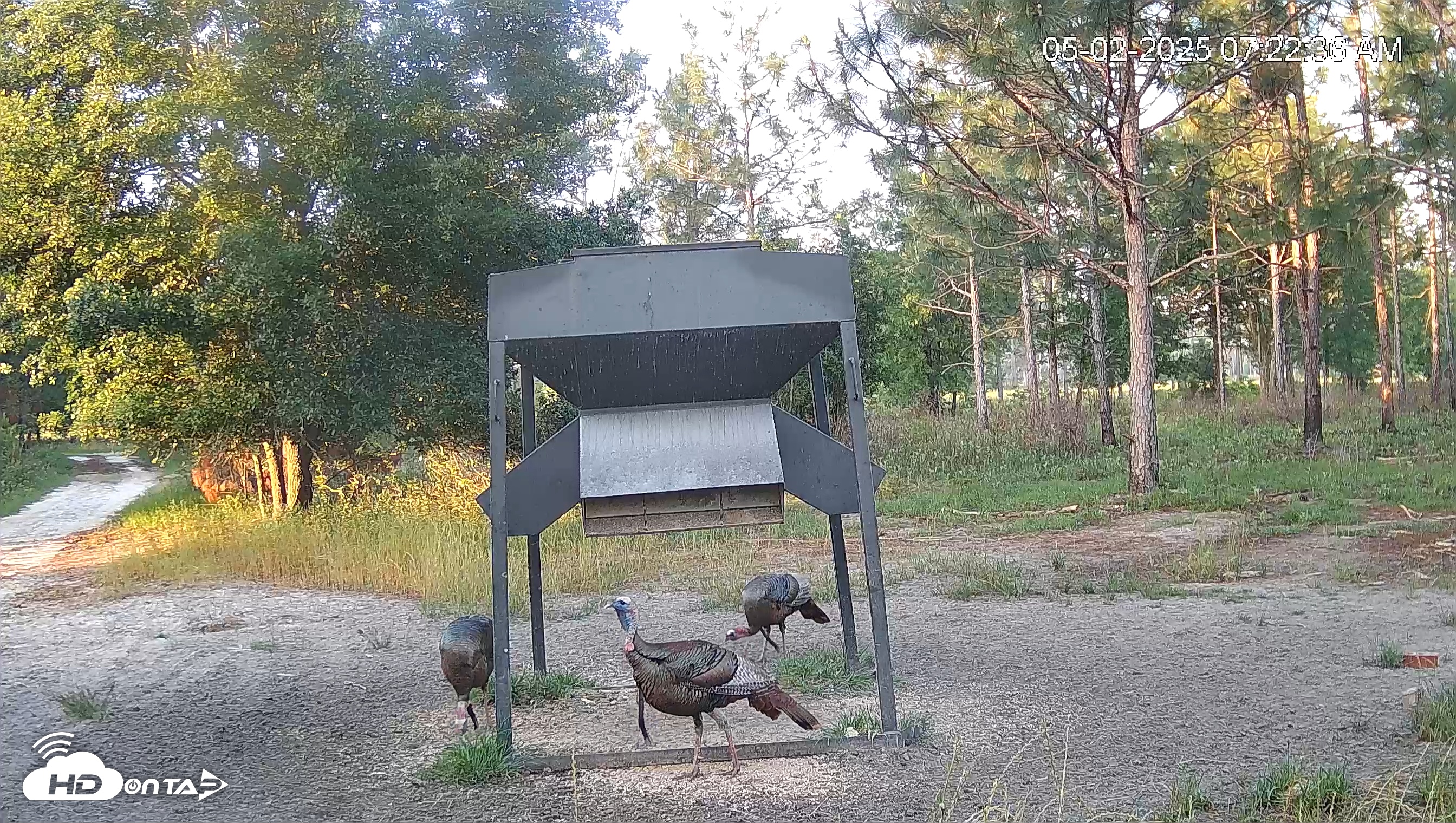 Snapshot of Leesburg Georgia Live Deer Feeder Webcam taken May 2, 2025, 7:23am EDT