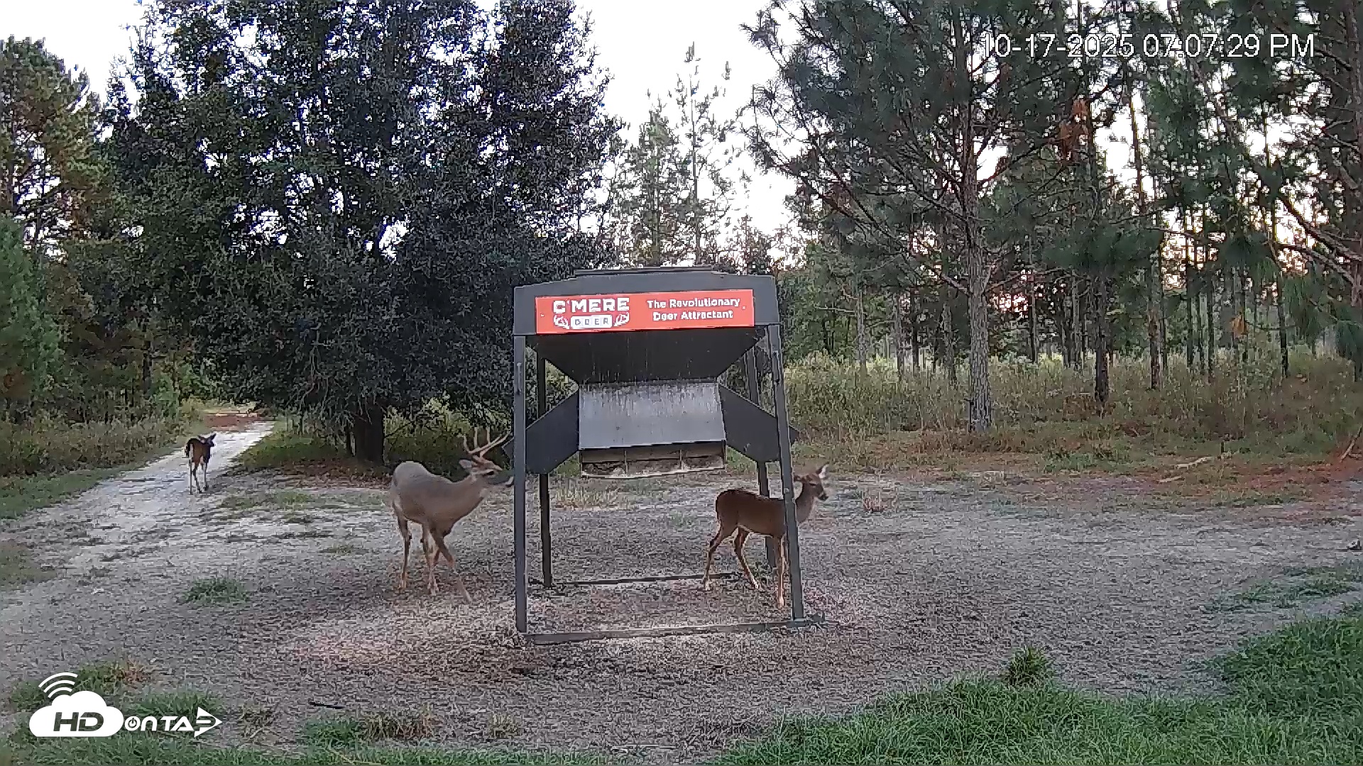 Snapshot of Leesburg Georgia Live Deer Feeder Webcam taken Oct 17, 2025, 7:07pm EDT
