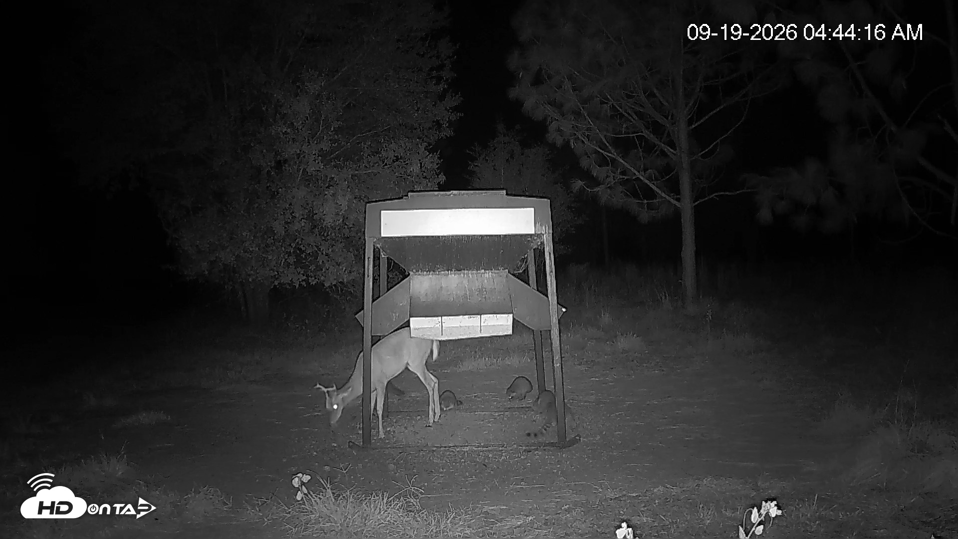 Snapshot of Leesburg Georgia Live Deer Feeder Webcam taken Sep 19, 2026, 4:45am EDT