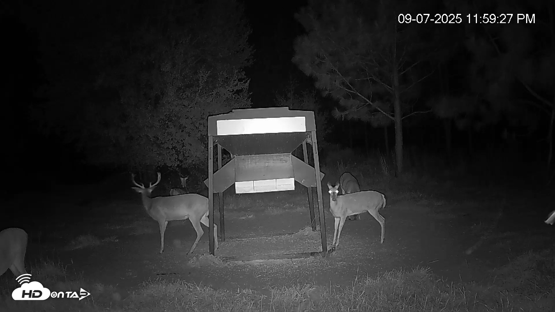 Snapshot of Leesburg Georgia Live Deer Feeder Webcam taken Sep 7, 2025, 11:59pm EDT