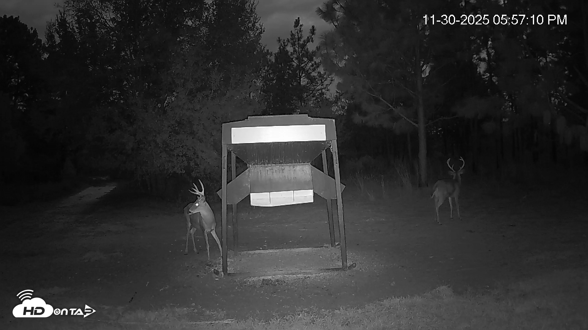 Snapshot of Leesburg Georgia Live Deer Feeder Webcam taken Nov 30, 2025, 5:56pm EST