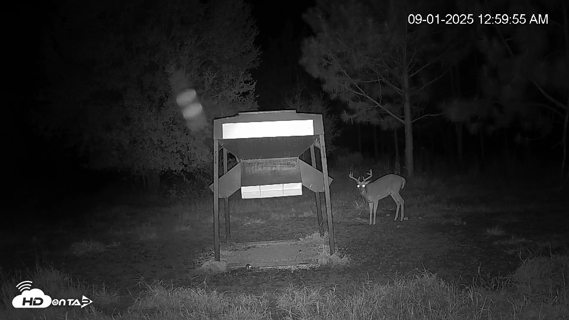 Snapshot of Leesburg Georgia Live Deer Feeder Webcam taken Sep 1, 2025, 1:00am EDT