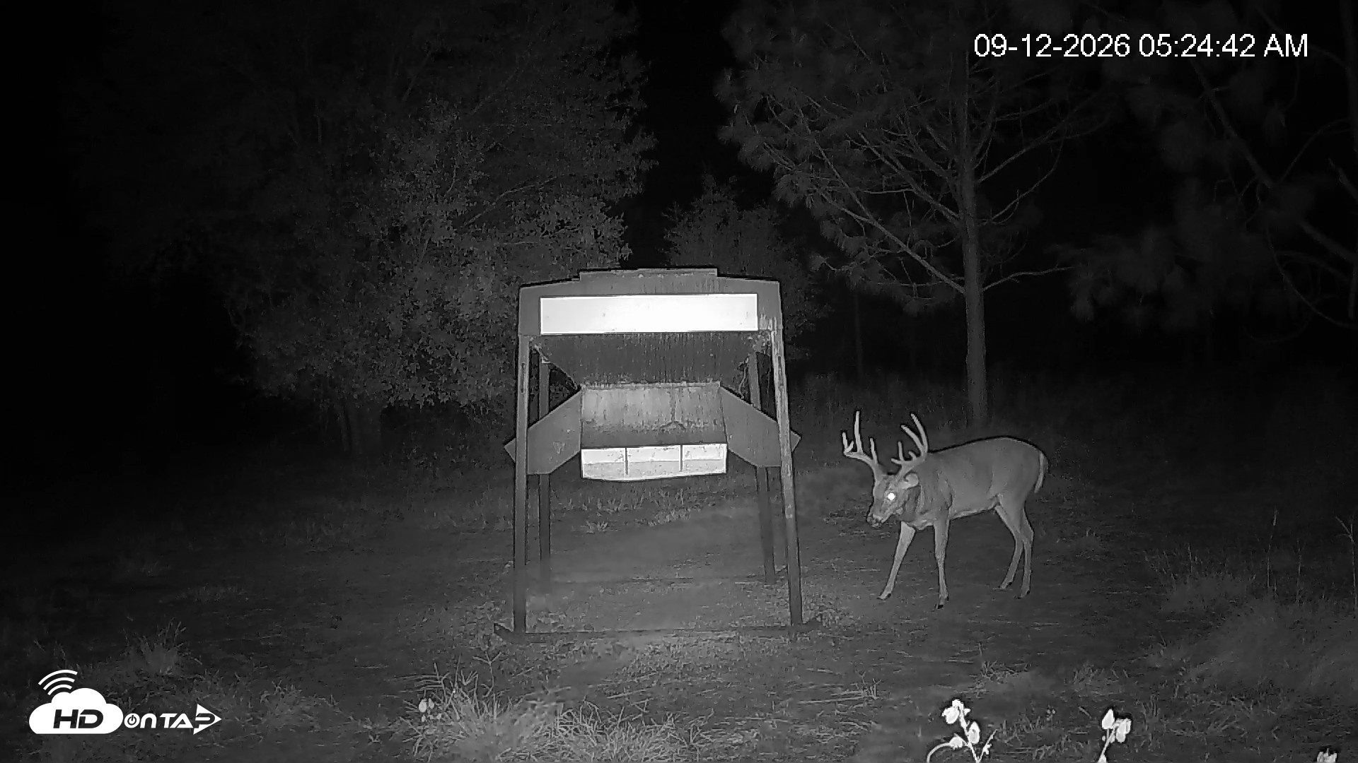 Snapshot of Leesburg Georgia Live Deer Feeder Webcam taken Sep 12, 2026, 5:25am EDT