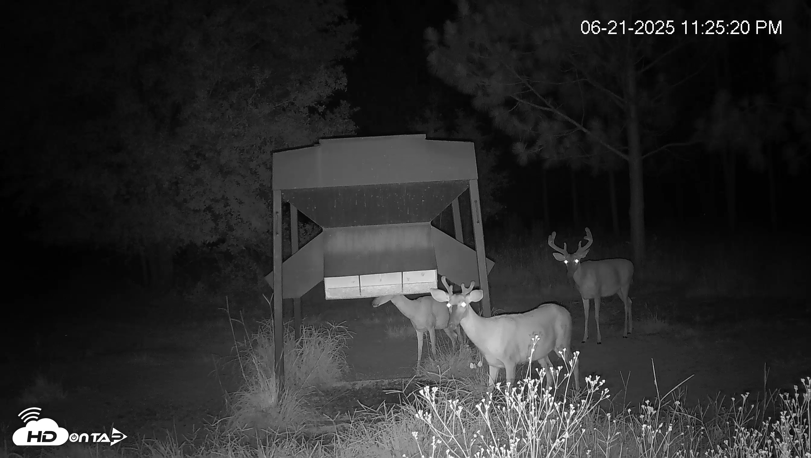 Snapshot of Leesburg Georgia Live Deer Feeder Webcam taken Jun 21, 2025, 11:26pm EDT