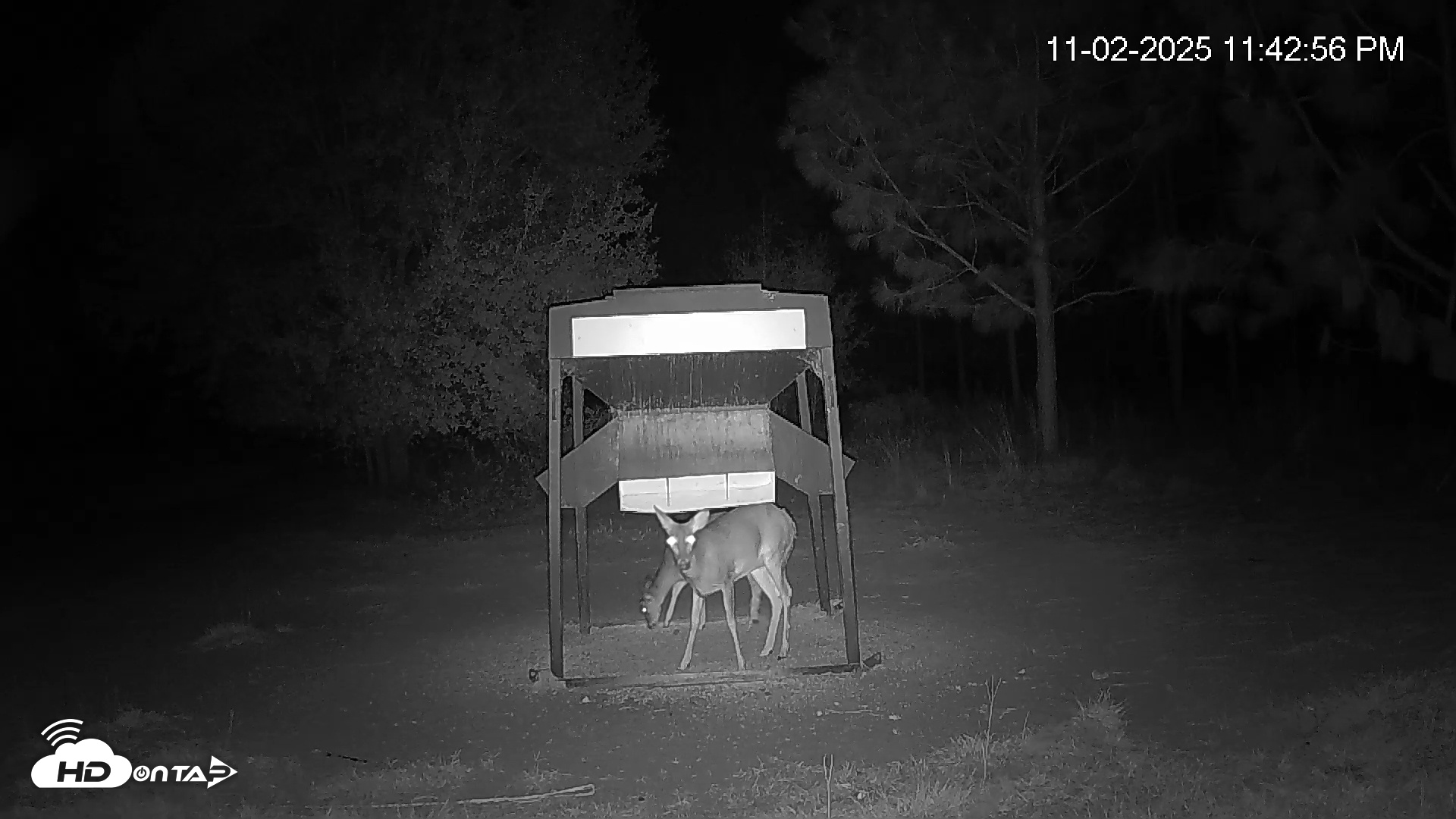 Snapshot of Leesburg Georgia Live Deer Feeder Webcam taken Nov 2, 2025, 11:42pm EST