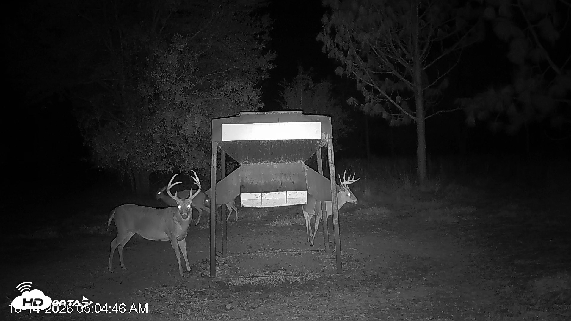 Snapshot of Leesburg Georgia Live Deer Feeder Webcam taken Oct 14, 2026, 5:05am EDT